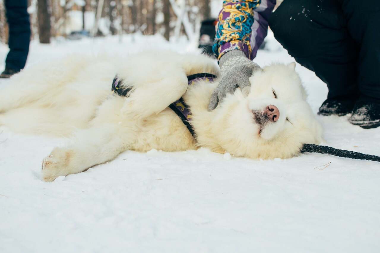 Фото Чкаловские Дачи