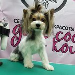 Grooming Glamourpet (Kalinina Street, 58А), pet salon