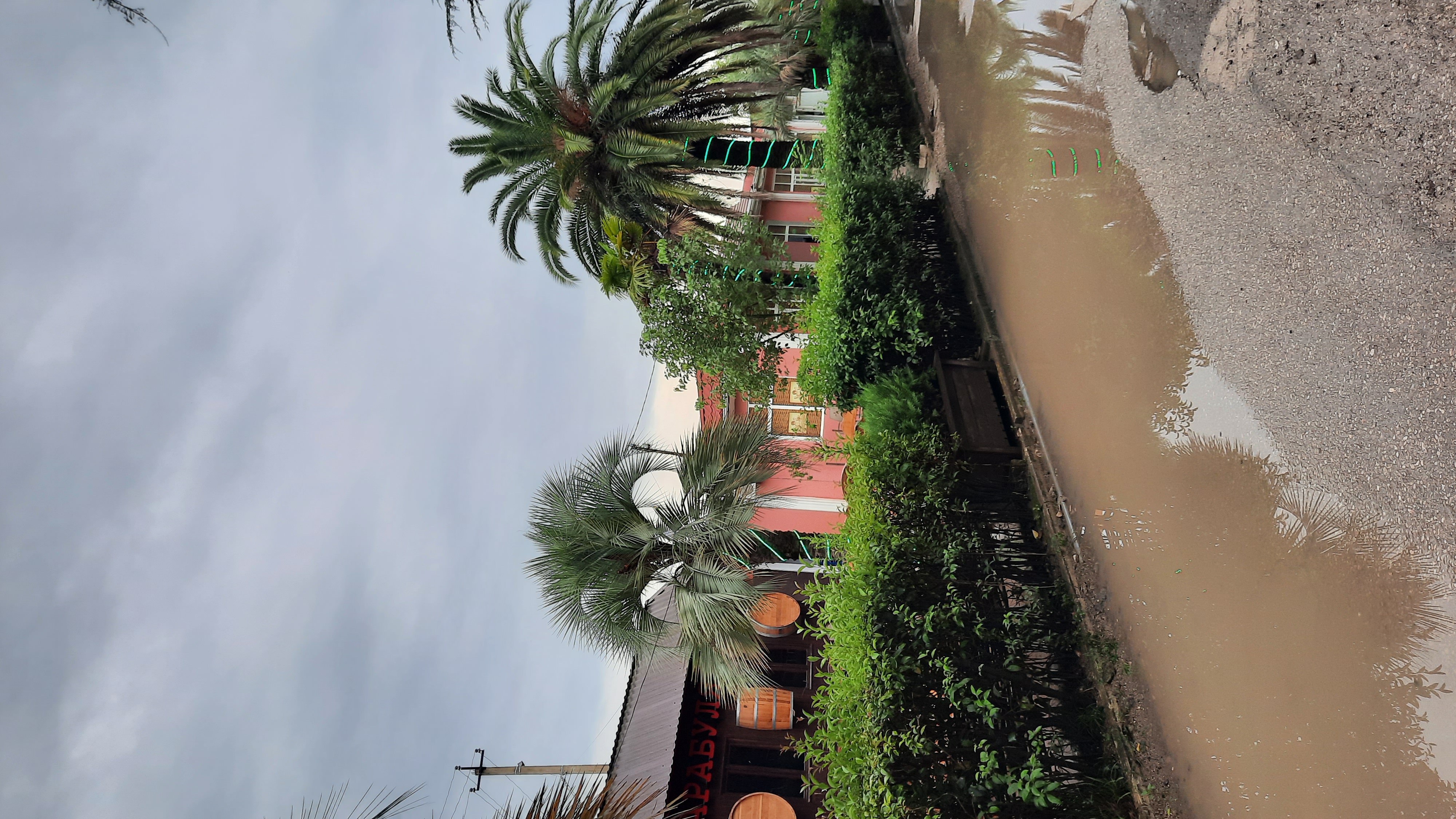 Фото Орхидея