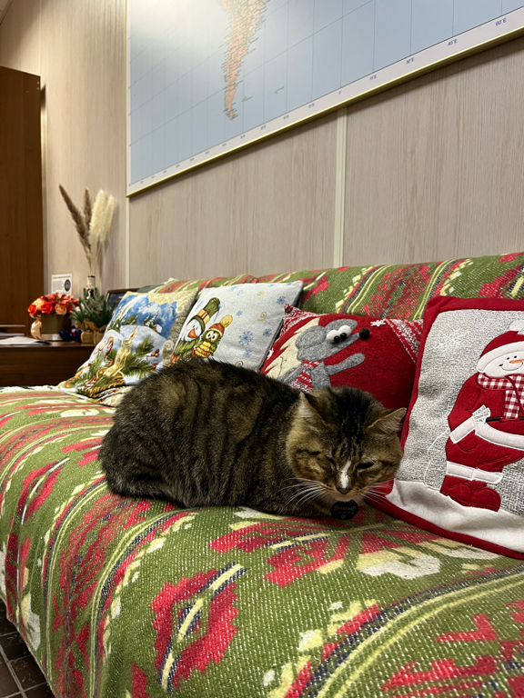 Фото Командор