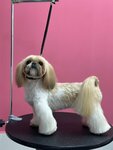 Delta Grooming (ulitsa Lenina, 23А) ، صالون حيوانات أليفة