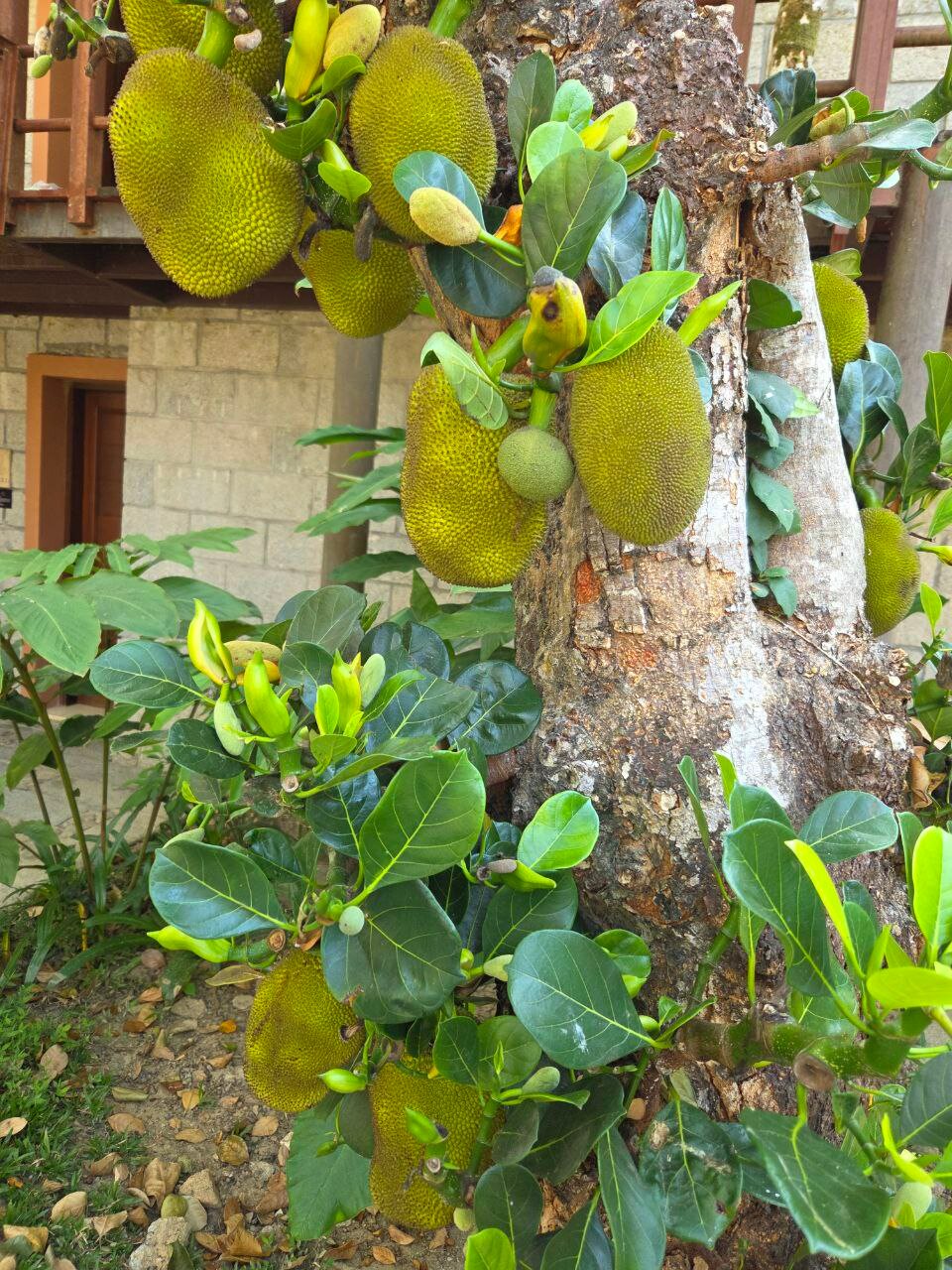 Фото Narada Resort & SPA Qixian Mount Sanya