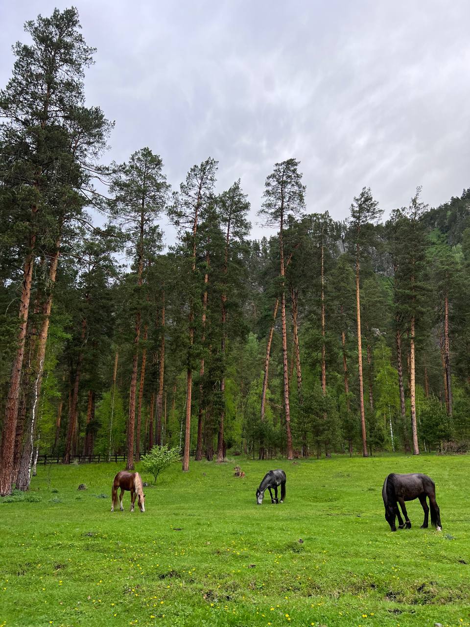 Фото Лесная Лагуна