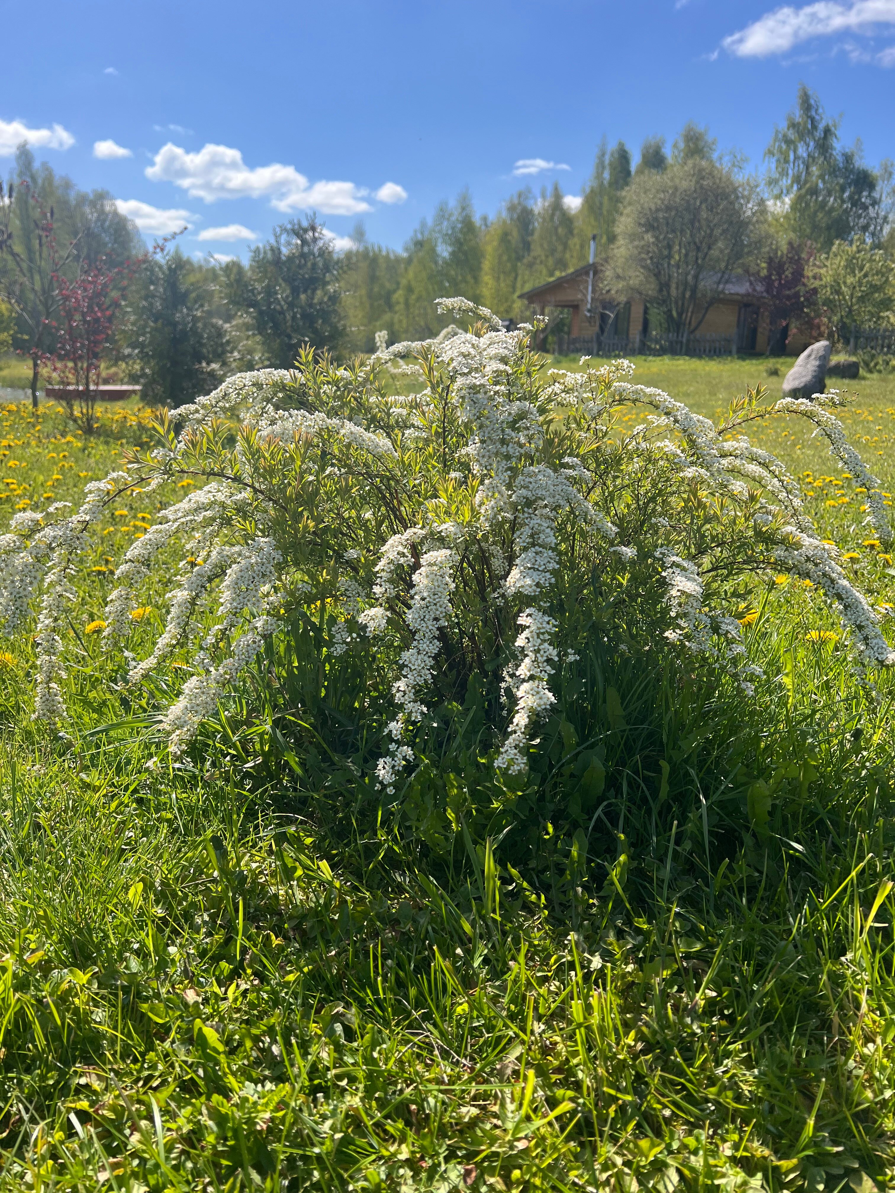 Фото У Лукоморья