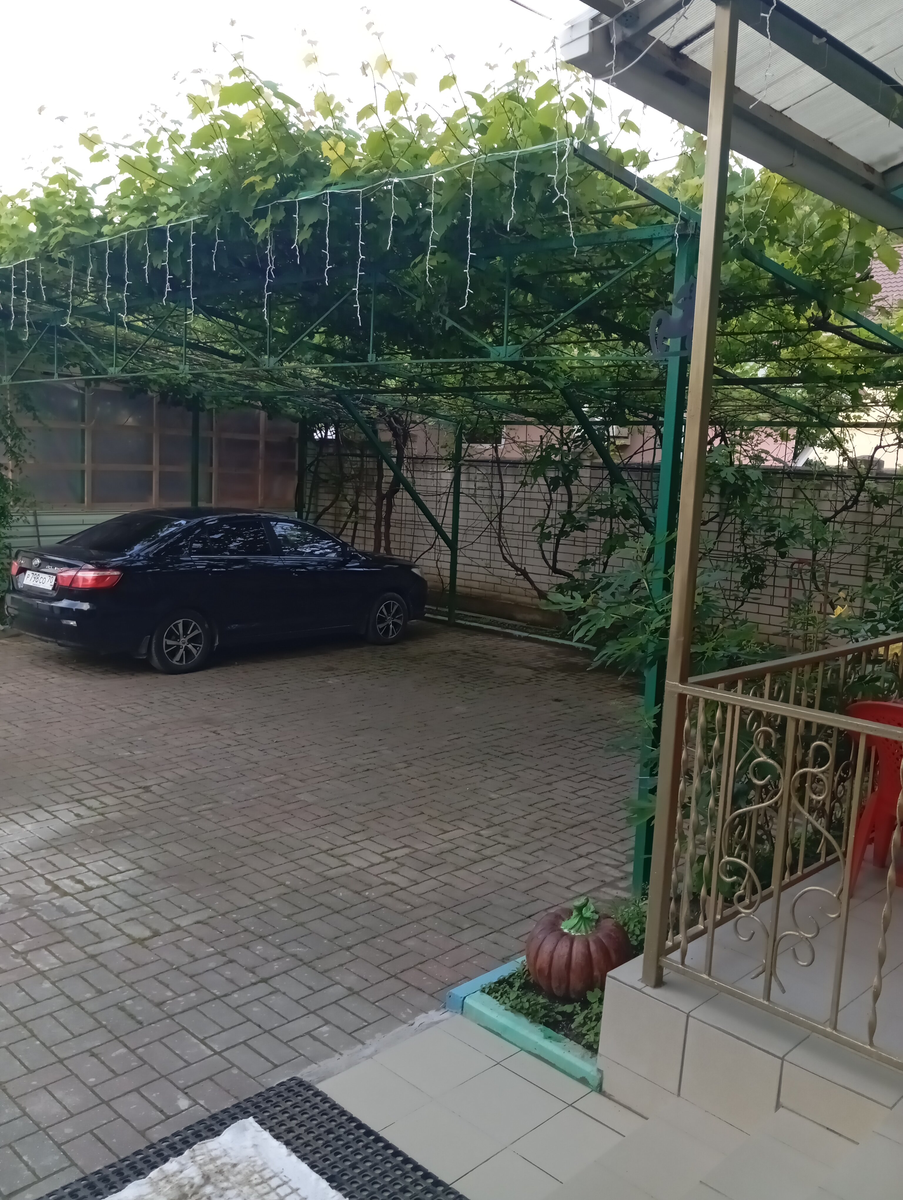 Фото Серебристая Чайка