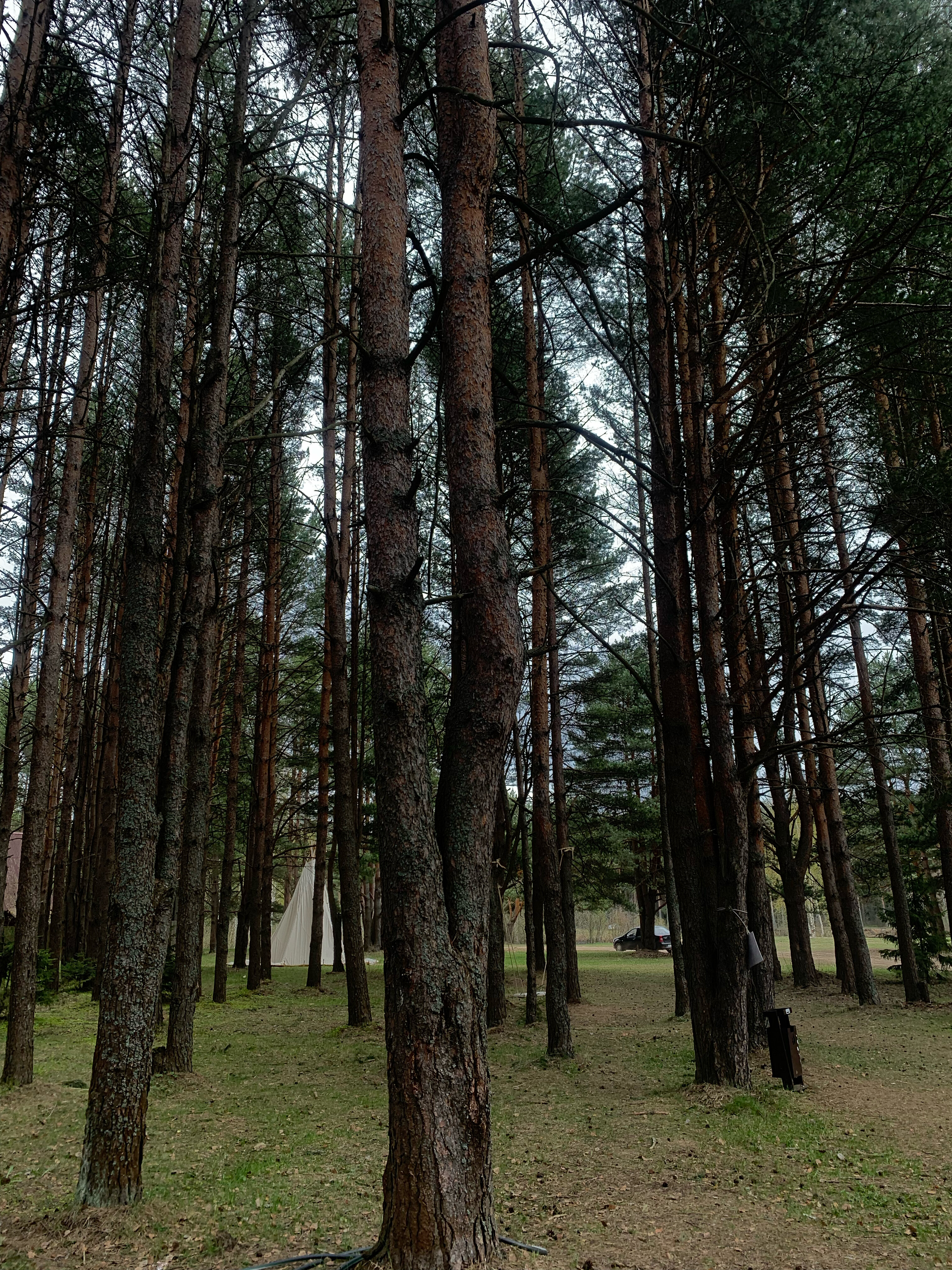 Фото Семейный парк Чёрная речка