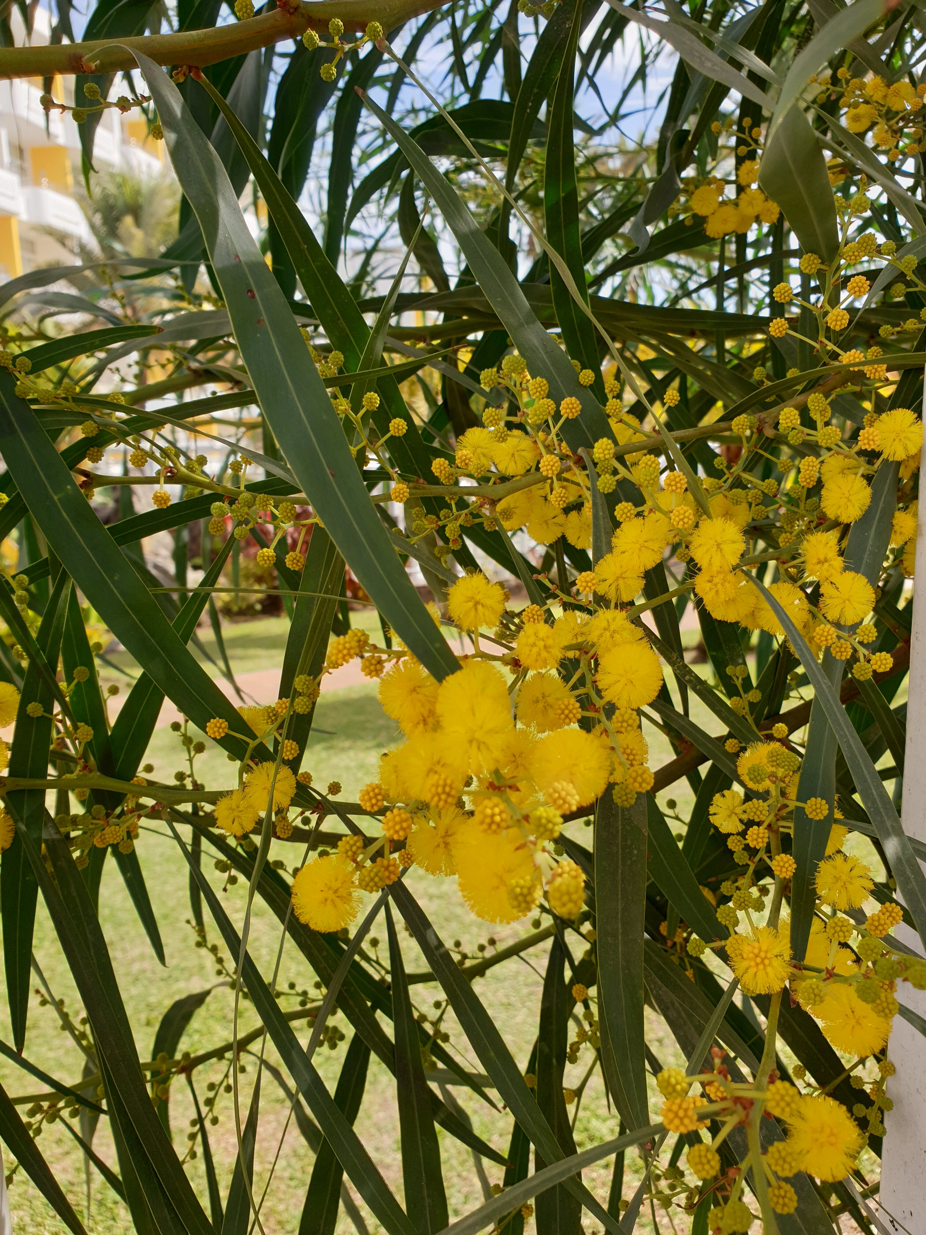 Фото Abora Catarina by Lopesan
