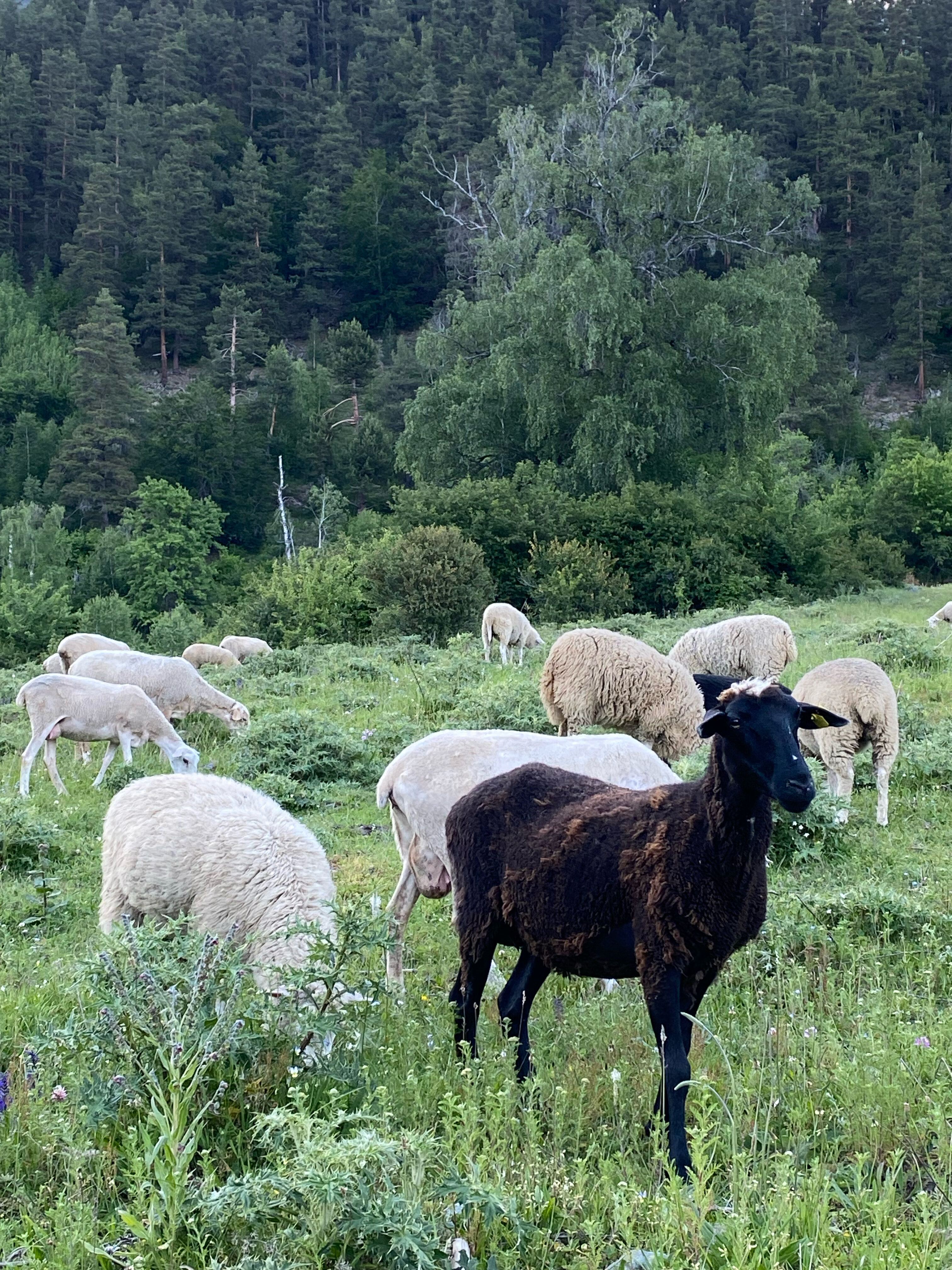 Фото Arkhyz Family Lodge