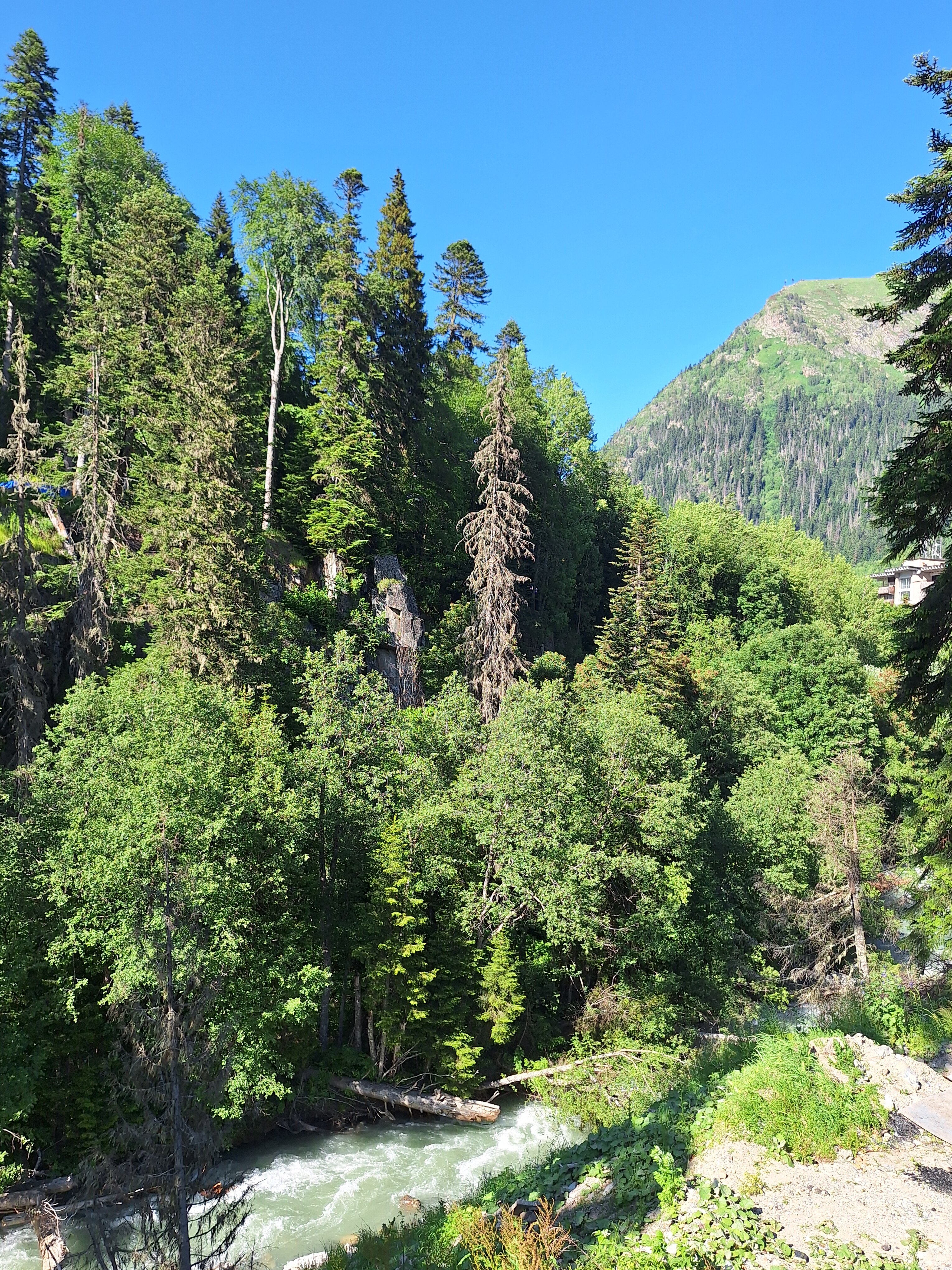 Фото Forest glamp