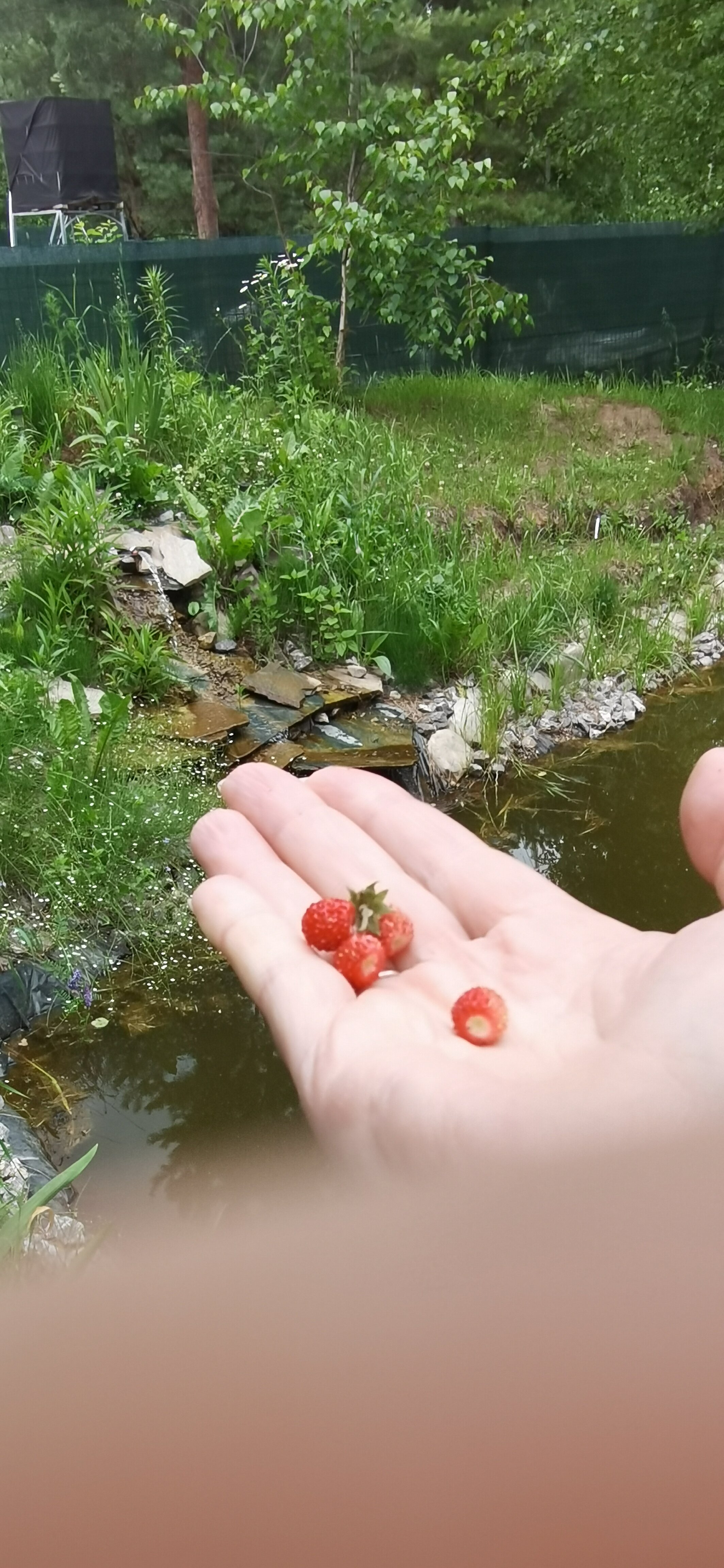 Фото Лесная заводь