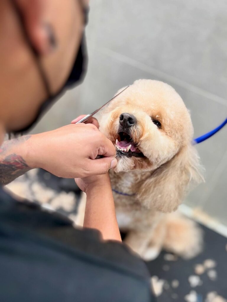 Pet salon Pet Boutique, Dubai, photo