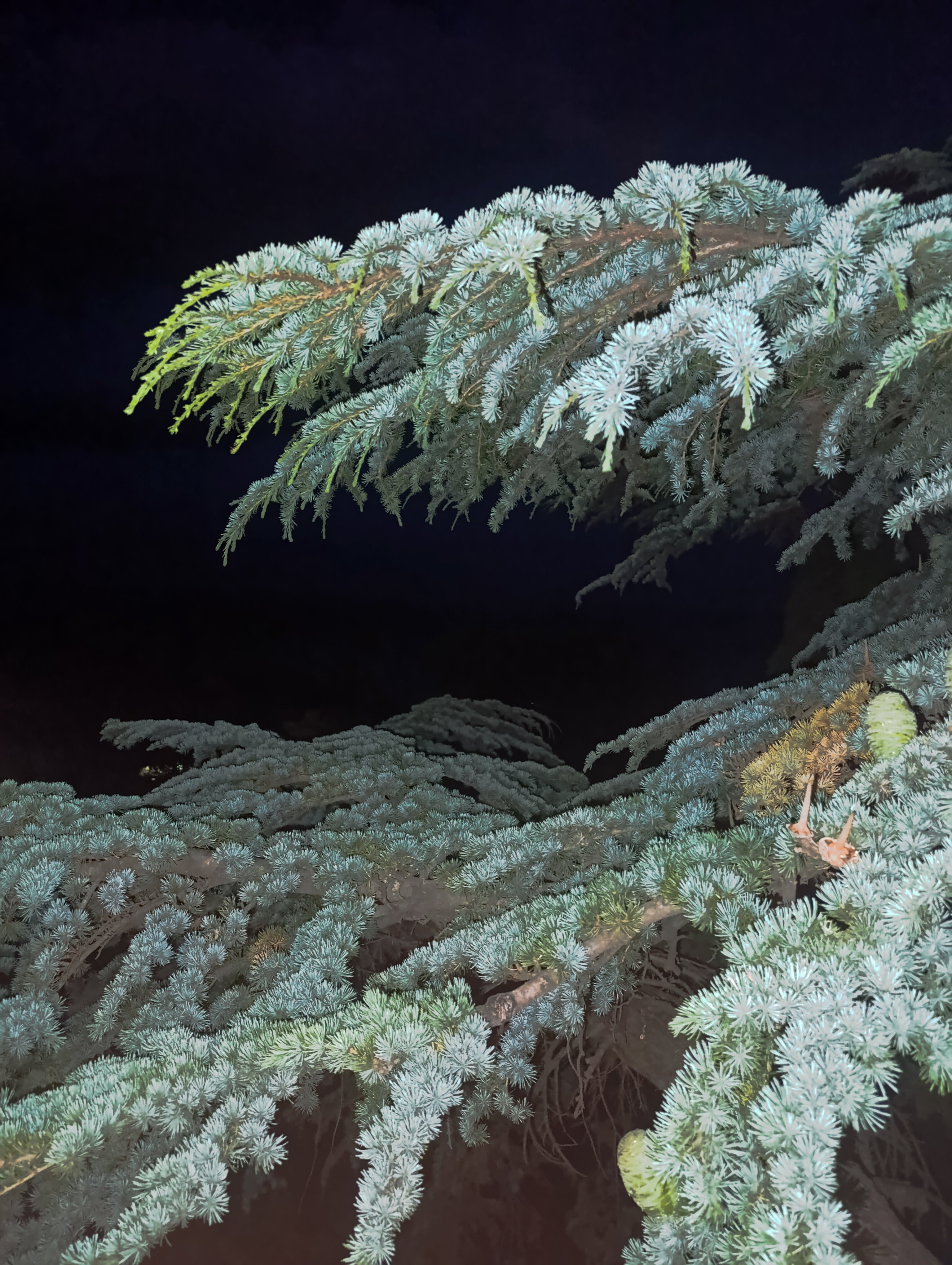 Фото Южный Кедр