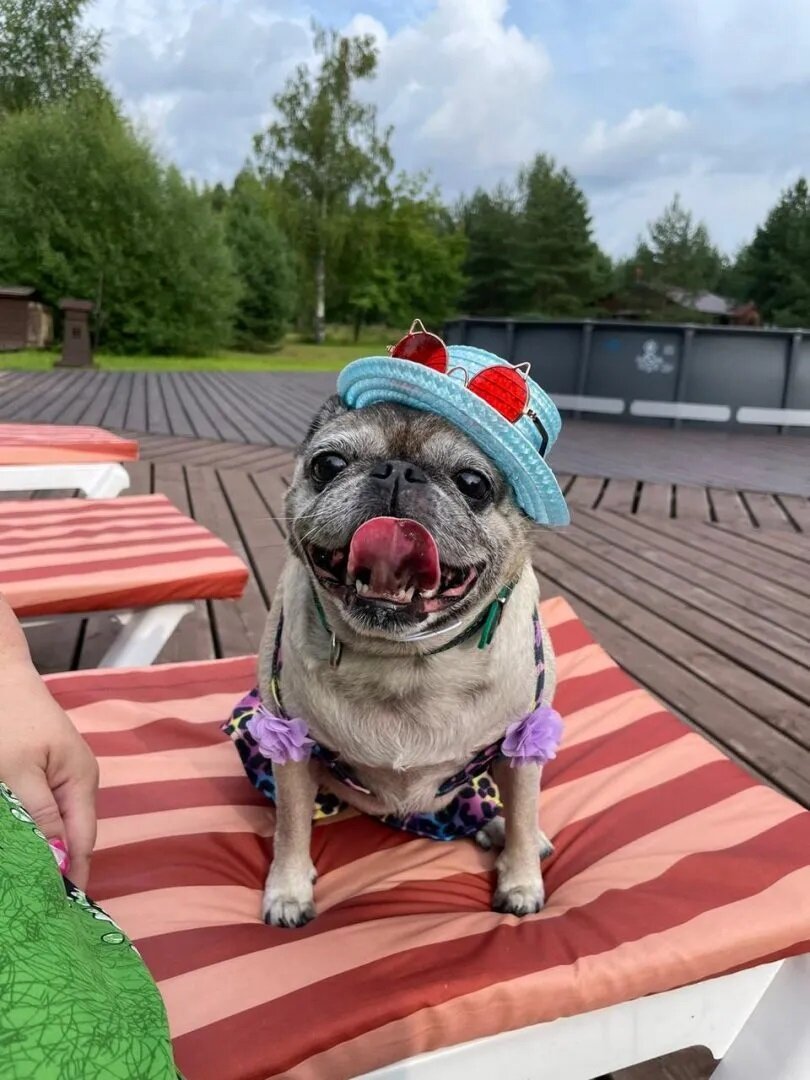 Фото На Чеснаве