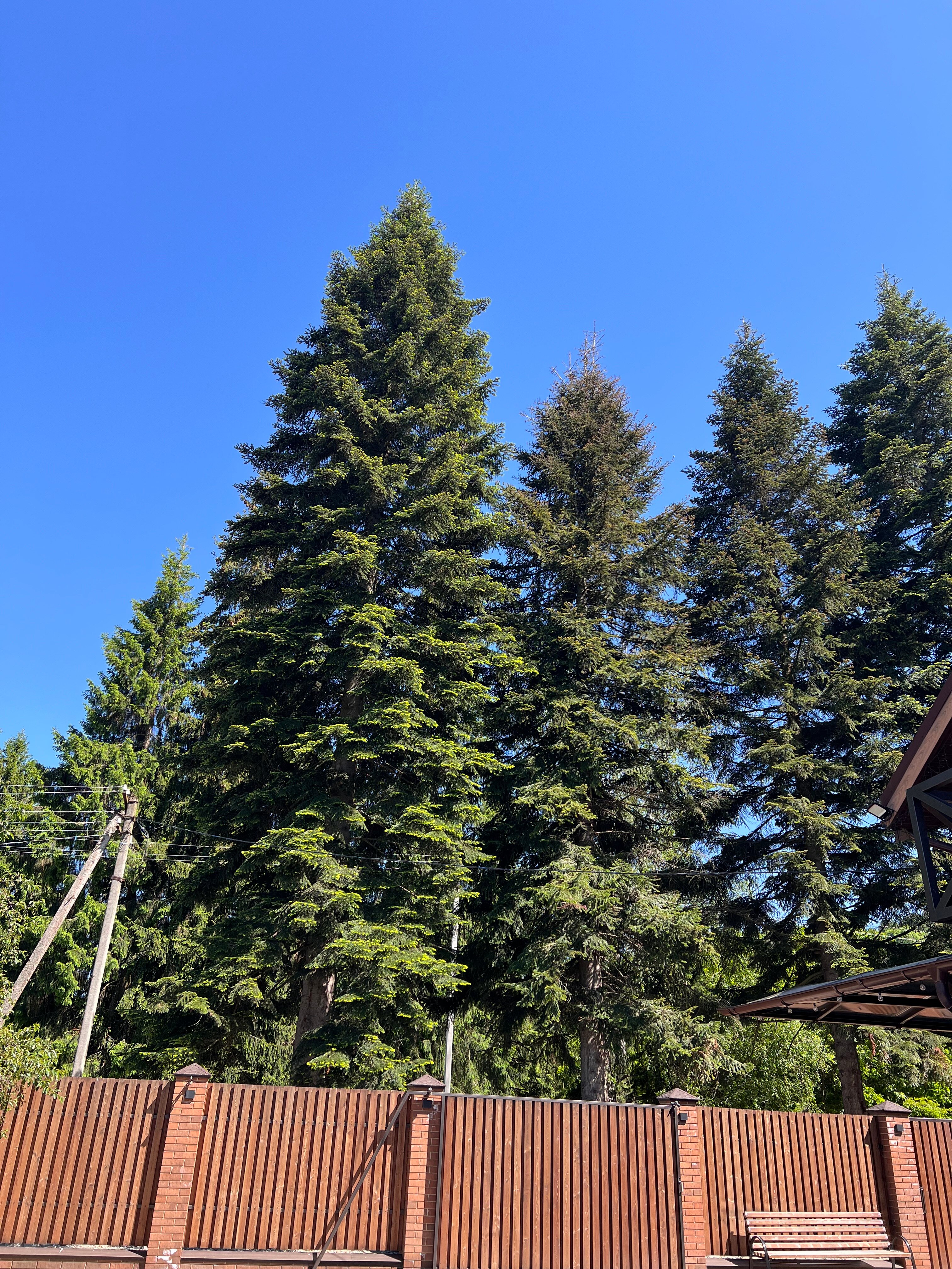 Фото Forest Village