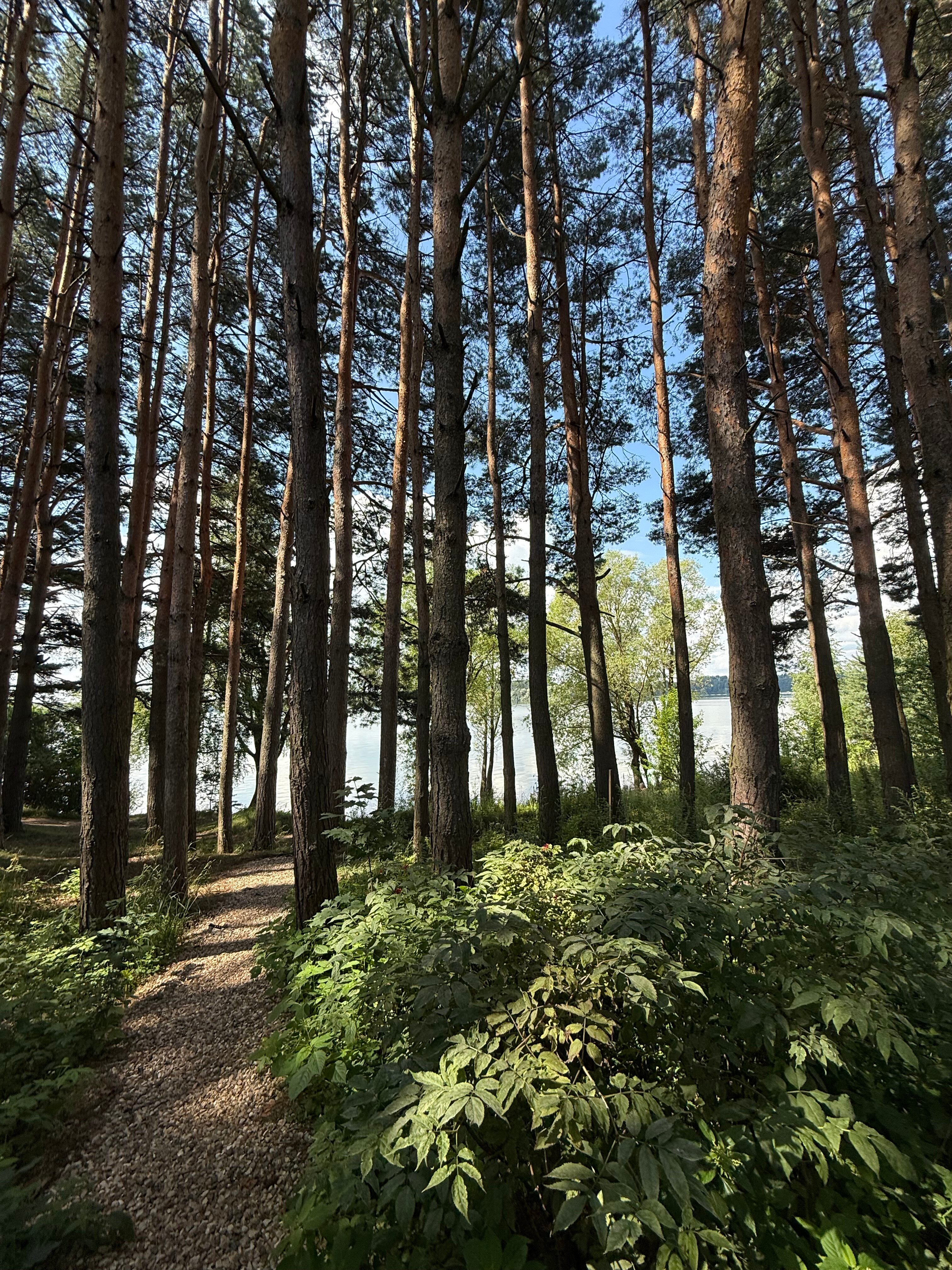 Фото Сосновый берег