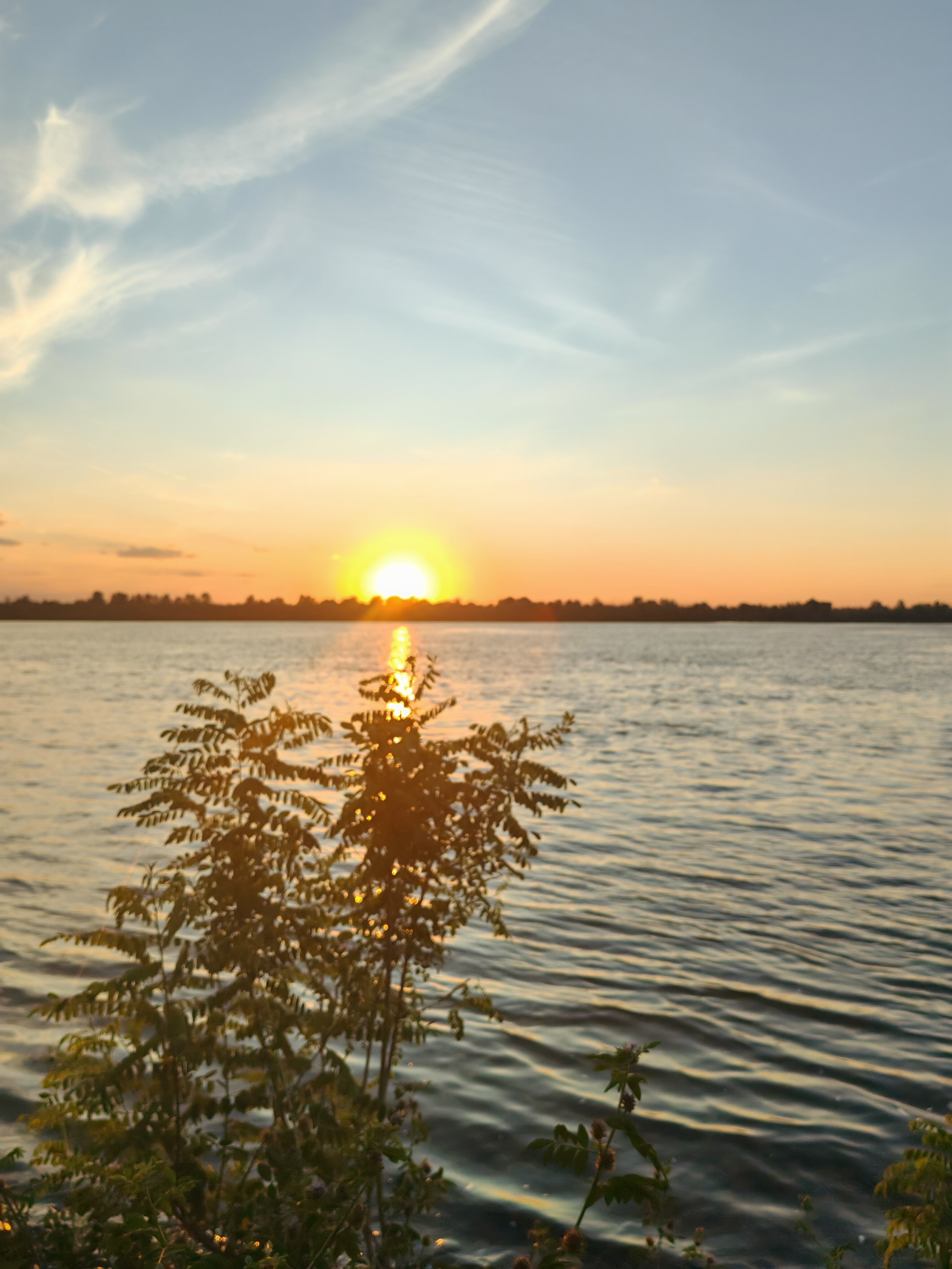 Фото Тополя