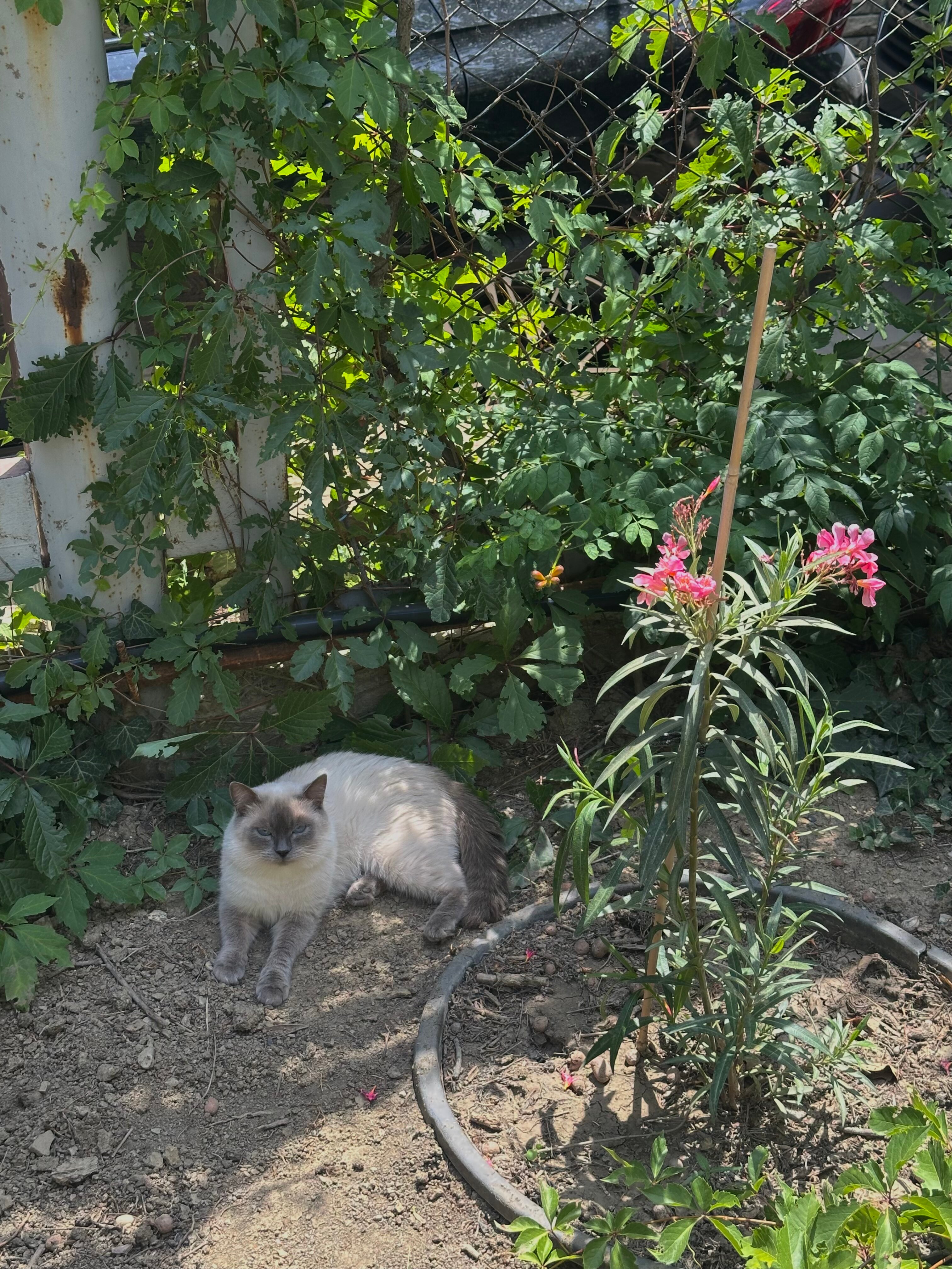 Фото Никитская Слобода