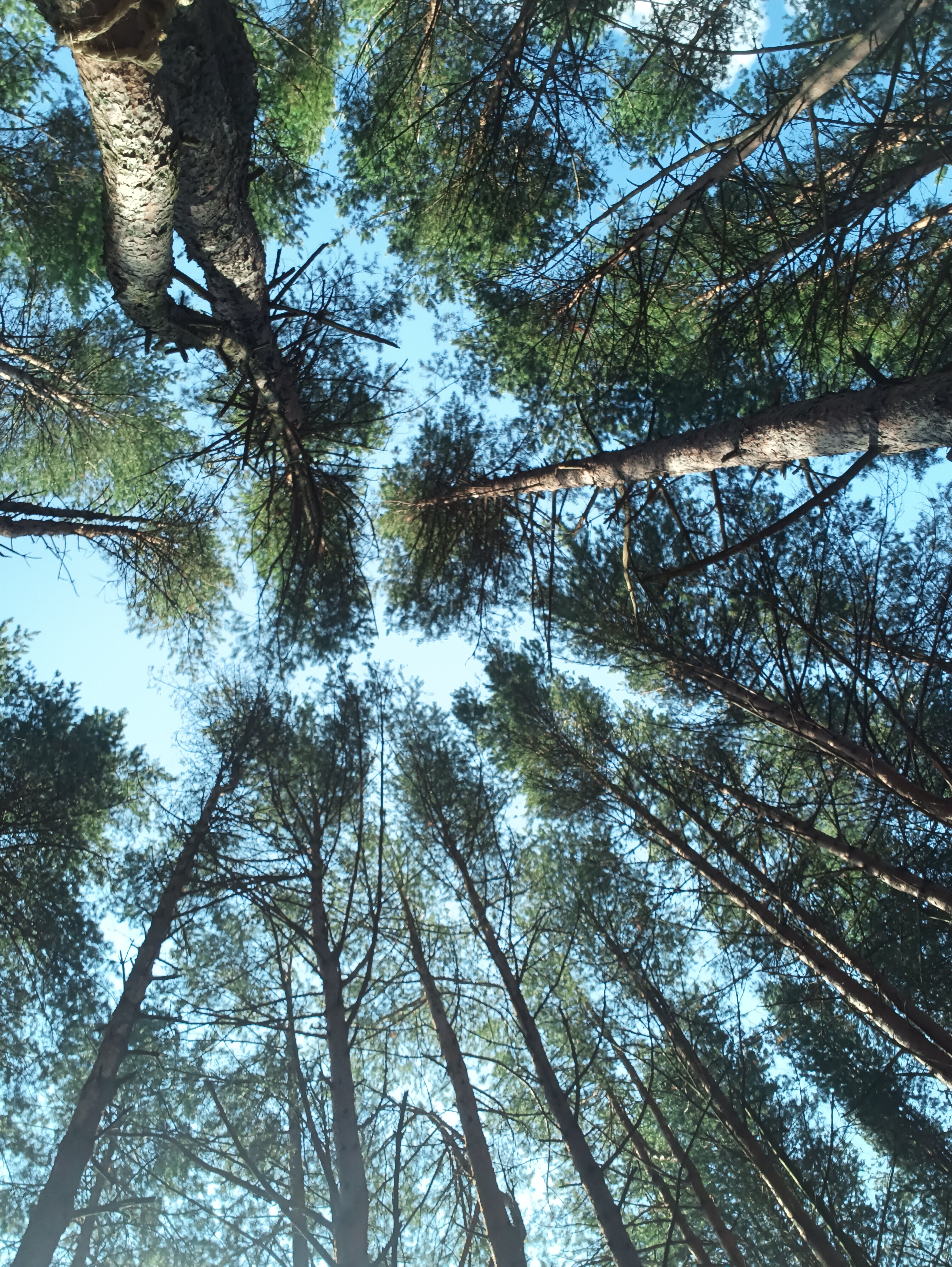 Фото Семейный парк Чёрная речка