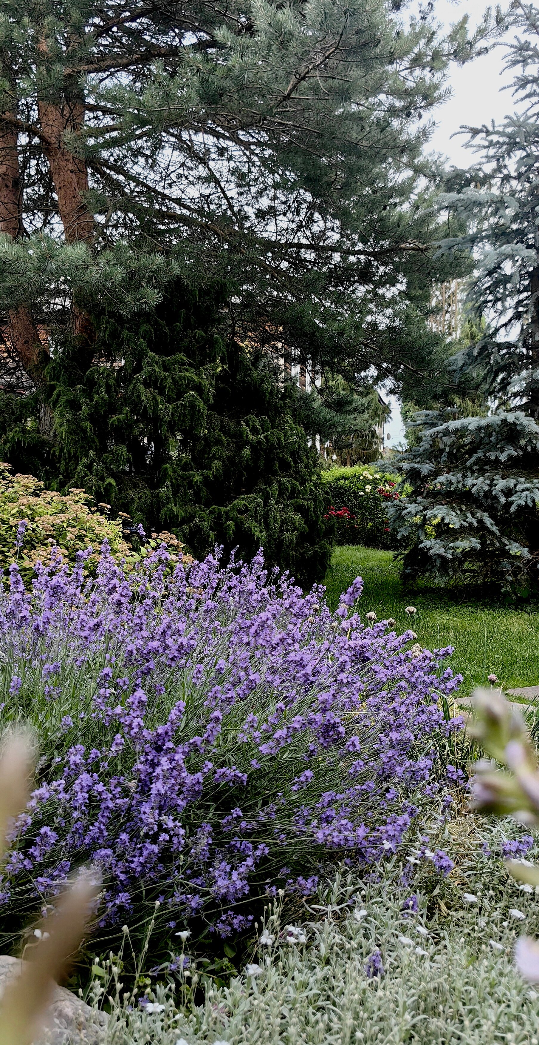 Фото Лавандовый сад