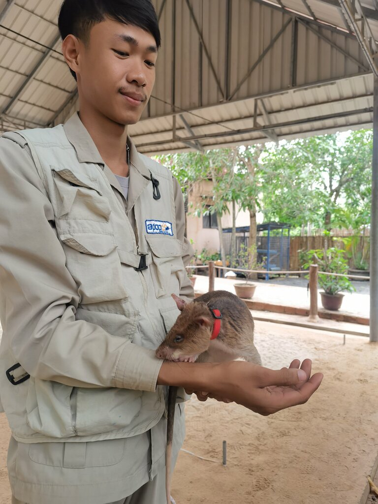 Museum Apopo Visitor Center, Siem Reap, photo