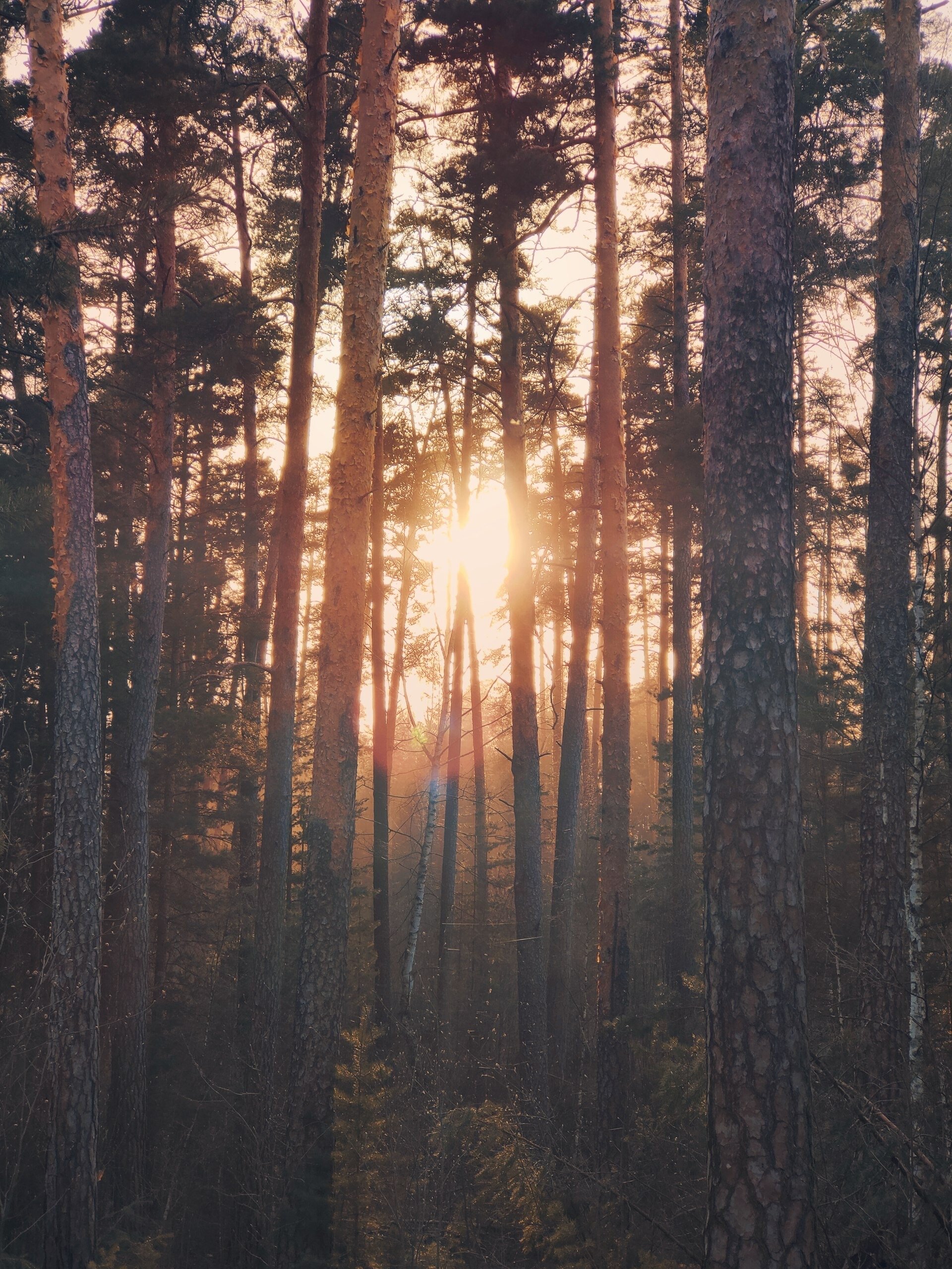 Фото Усадьба Волжское лесничество