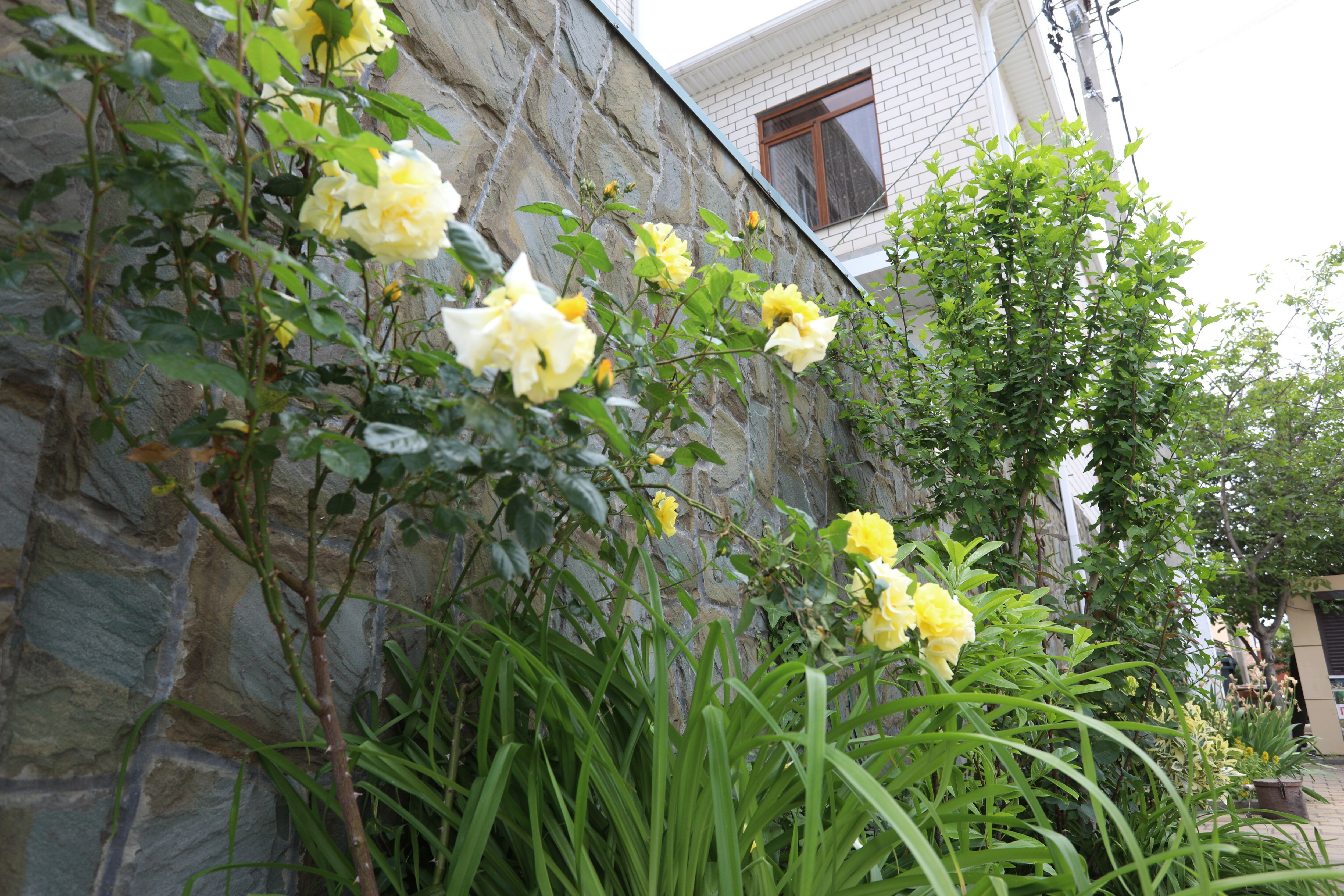 Фото Династия