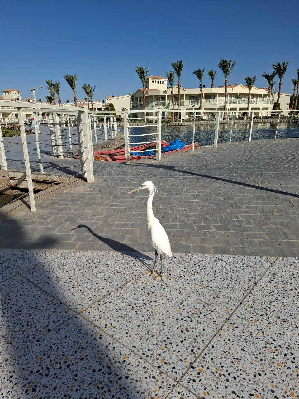 Фото Pickalbatros Dana Beach Resort - Hurghada