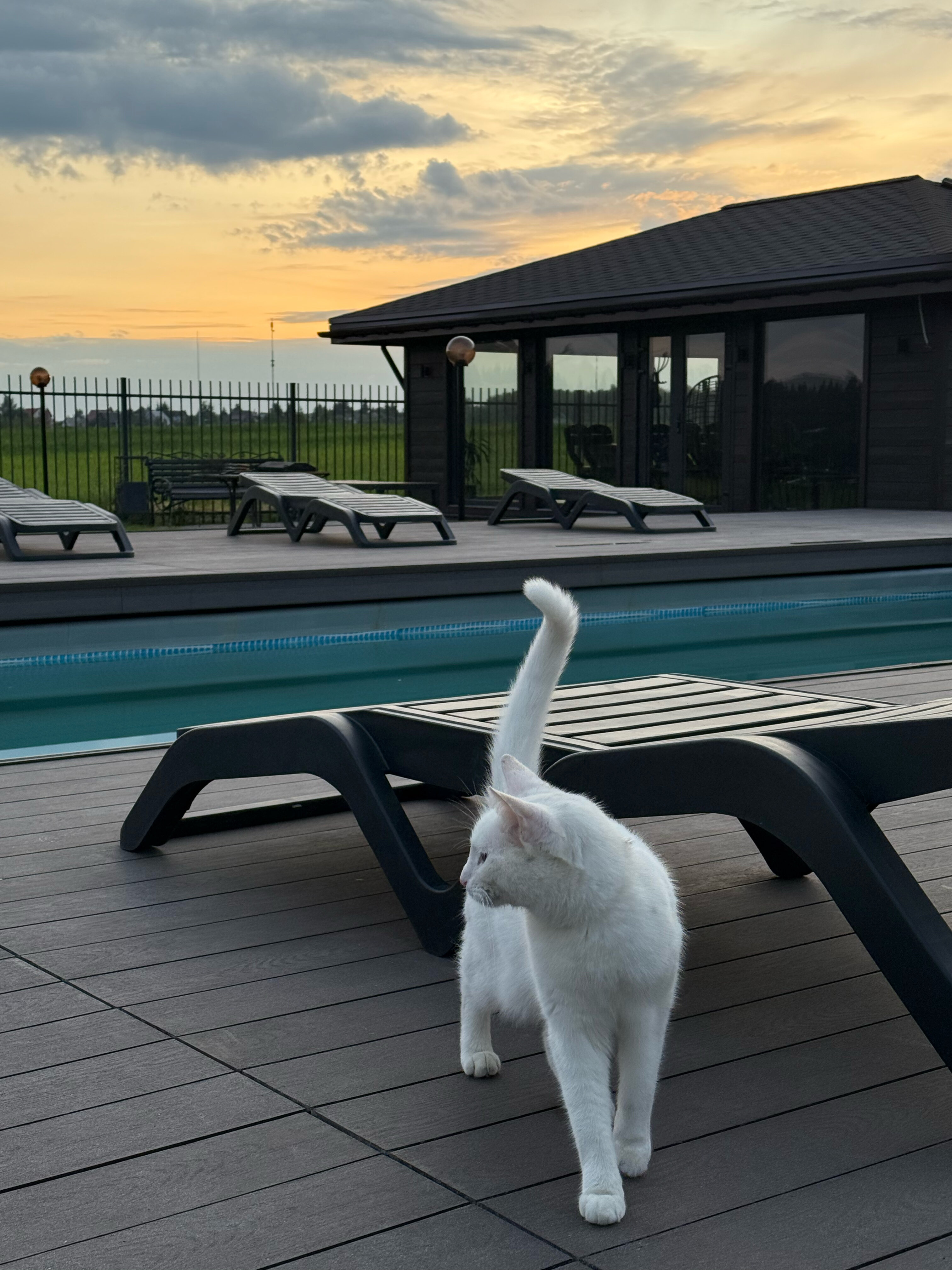 Фото Зеленый