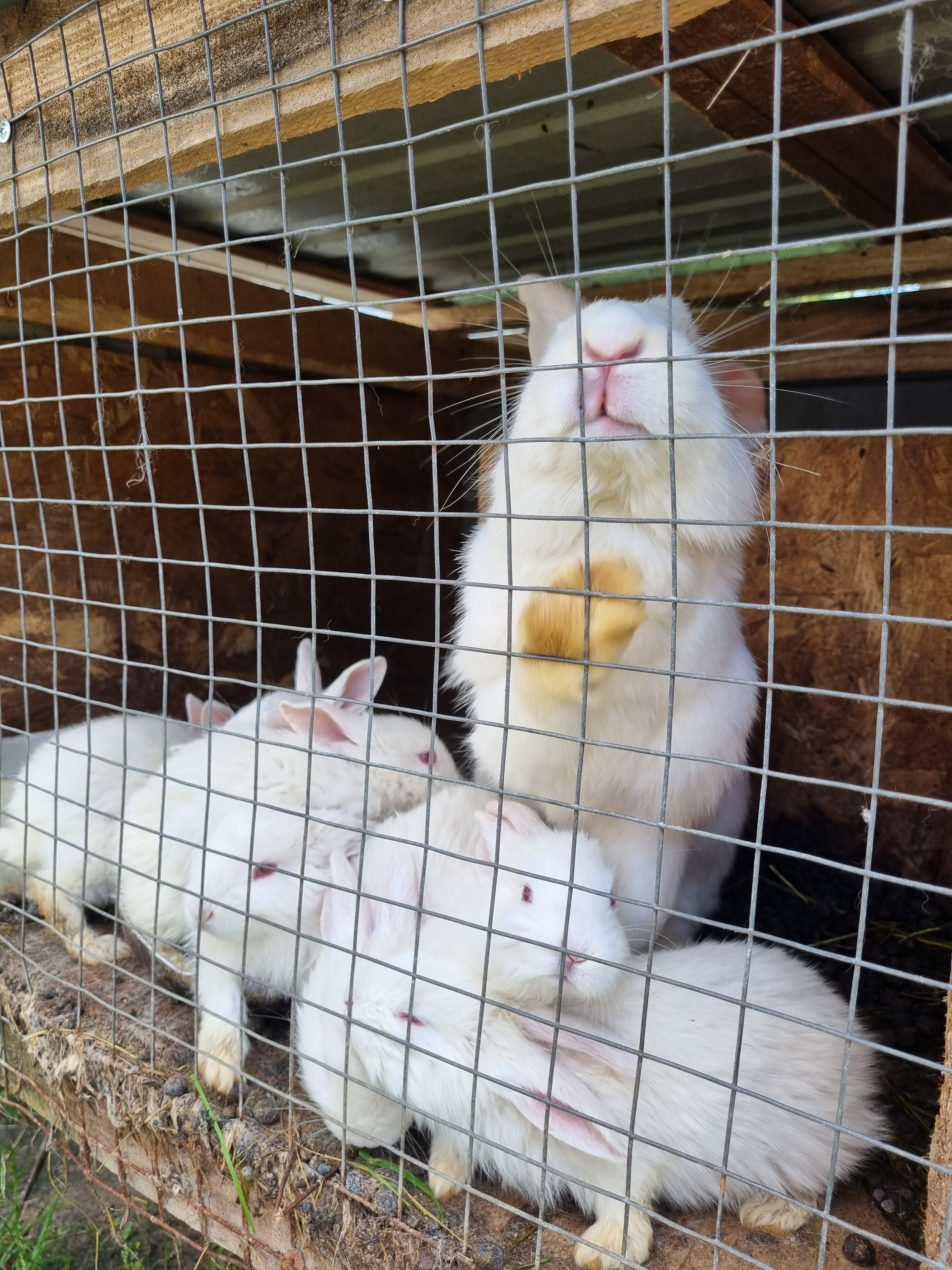 Фото Агроусадьба Мечта