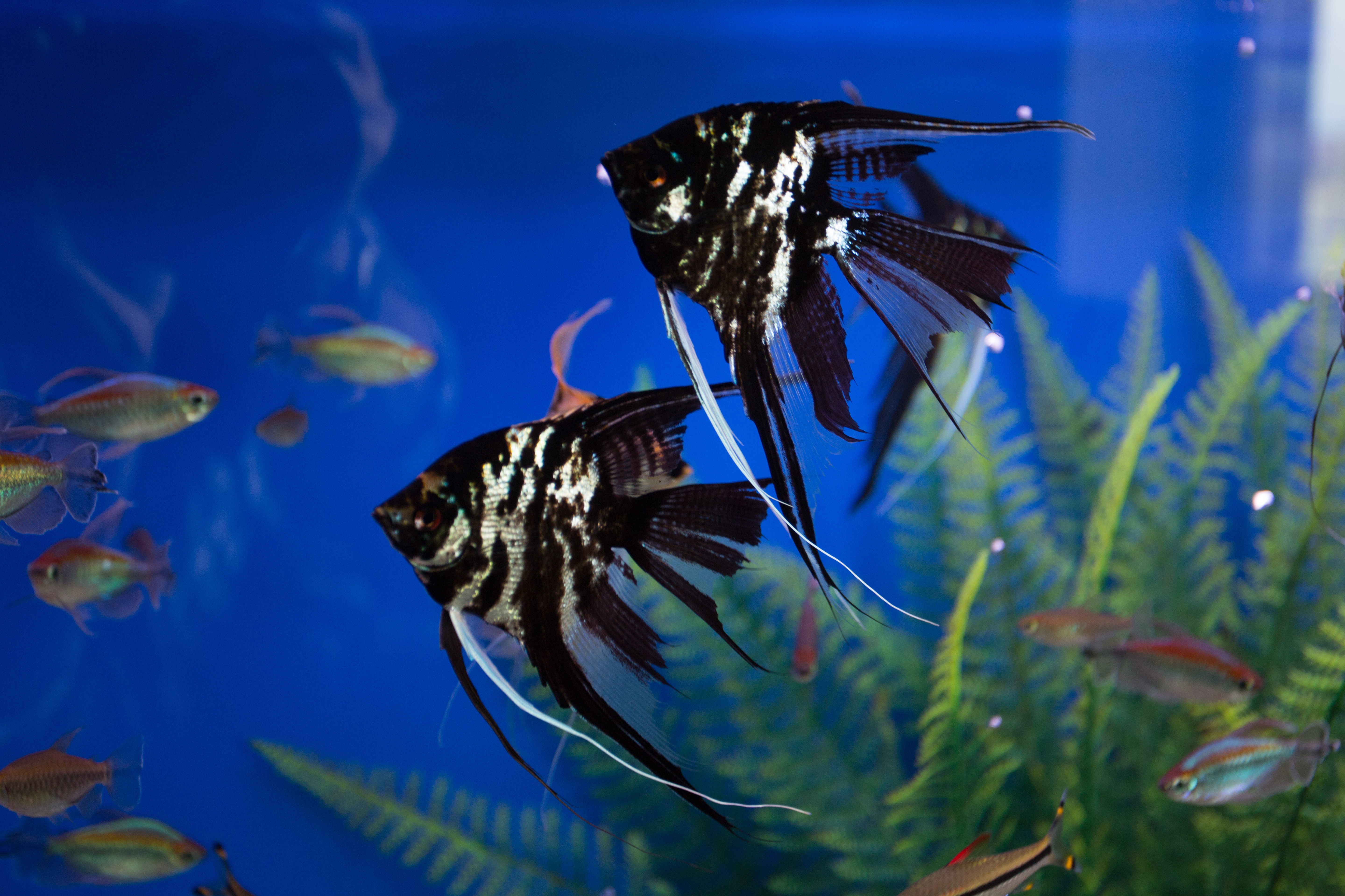 Фото Корона