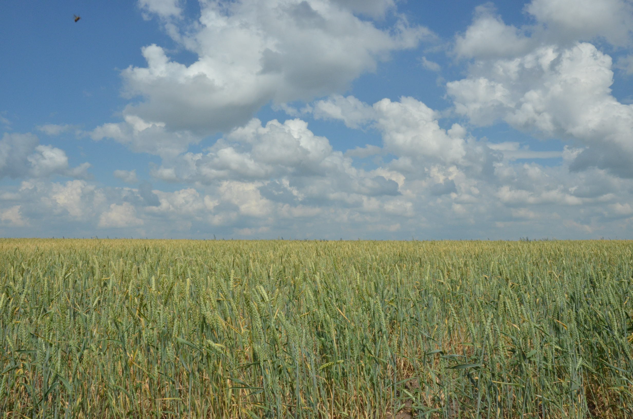 Фото Familyglamp Куликово поле