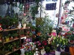Elven forest (Bratislavskaya Street, 22) ، محل زهور