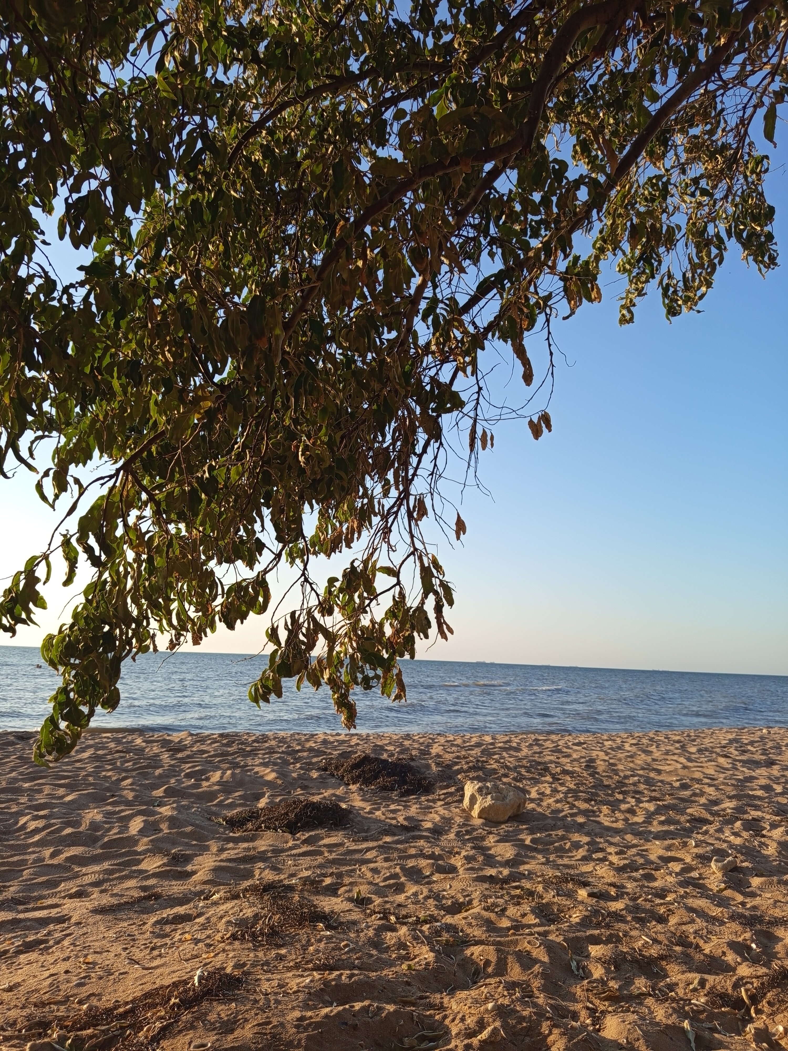 Фото Фортуна