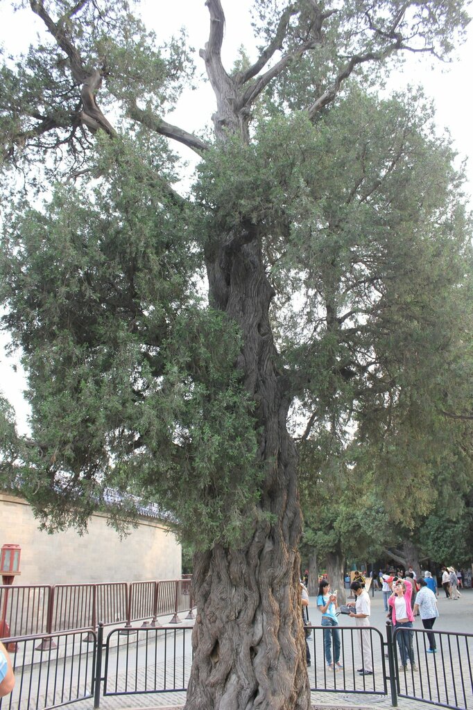 Landmark, attraction Кипарис Девяти Драконов, Beijing, photo
