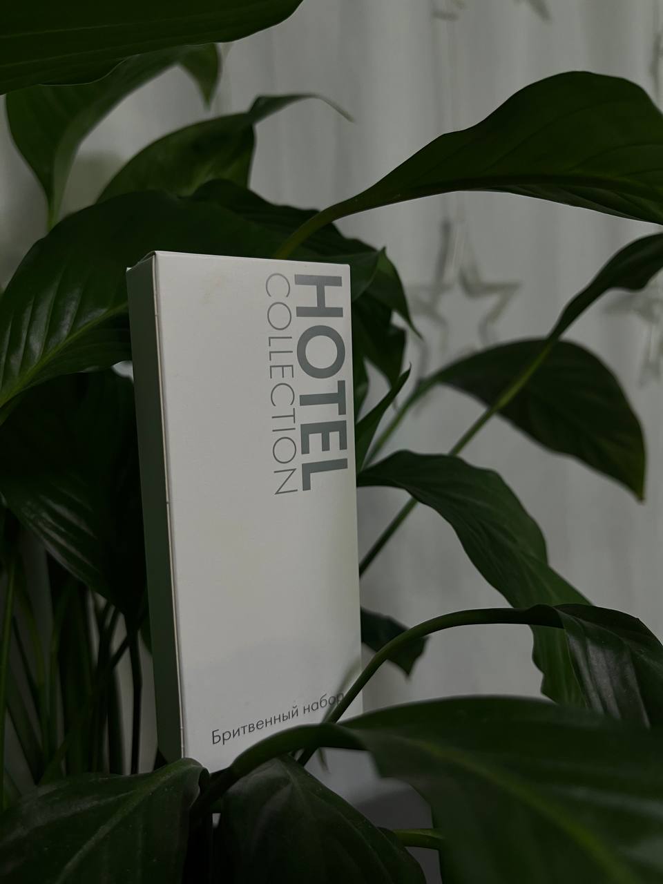 Фото Берёза