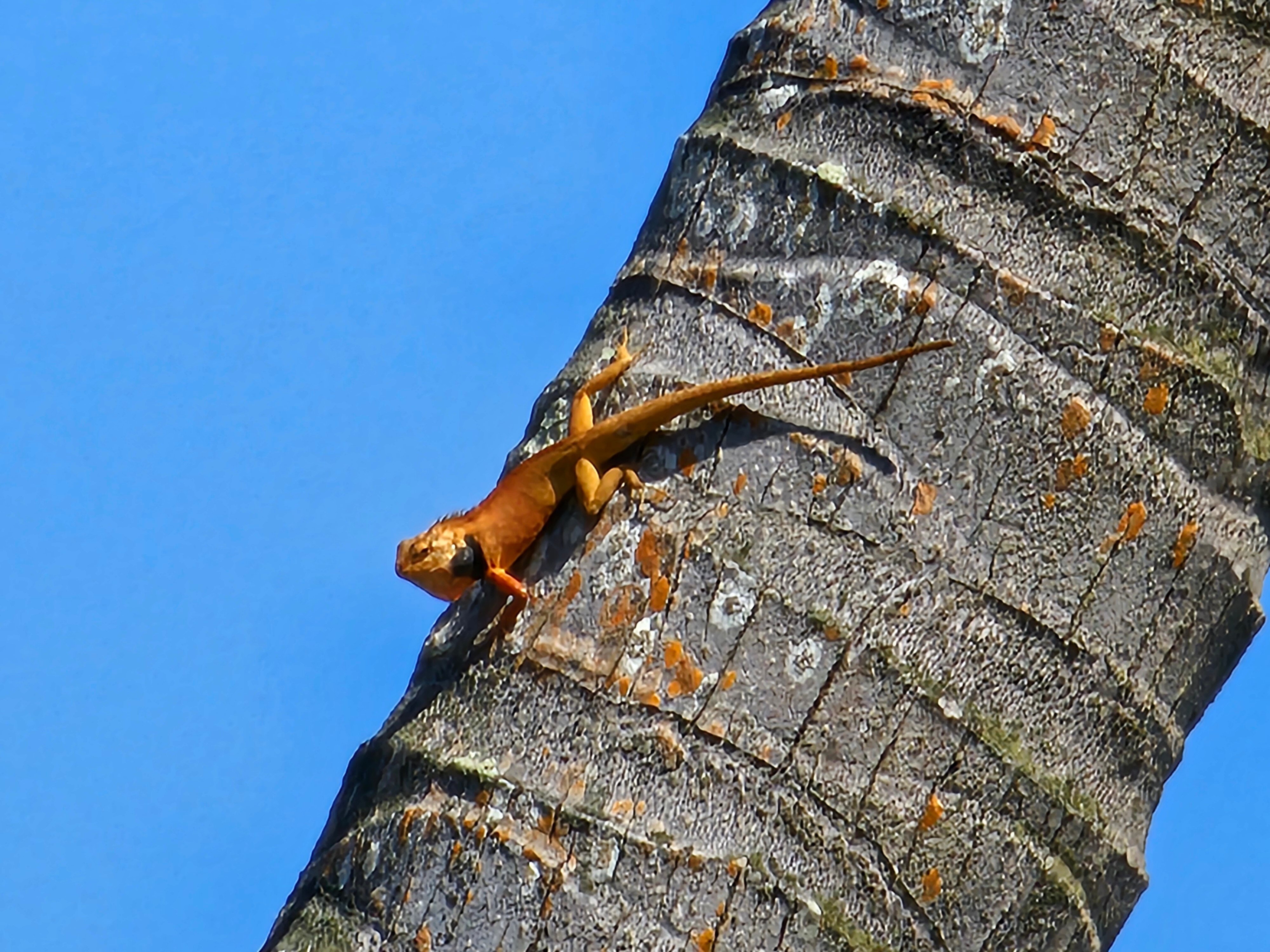 Фото Little Mũi Né Cottages Resort