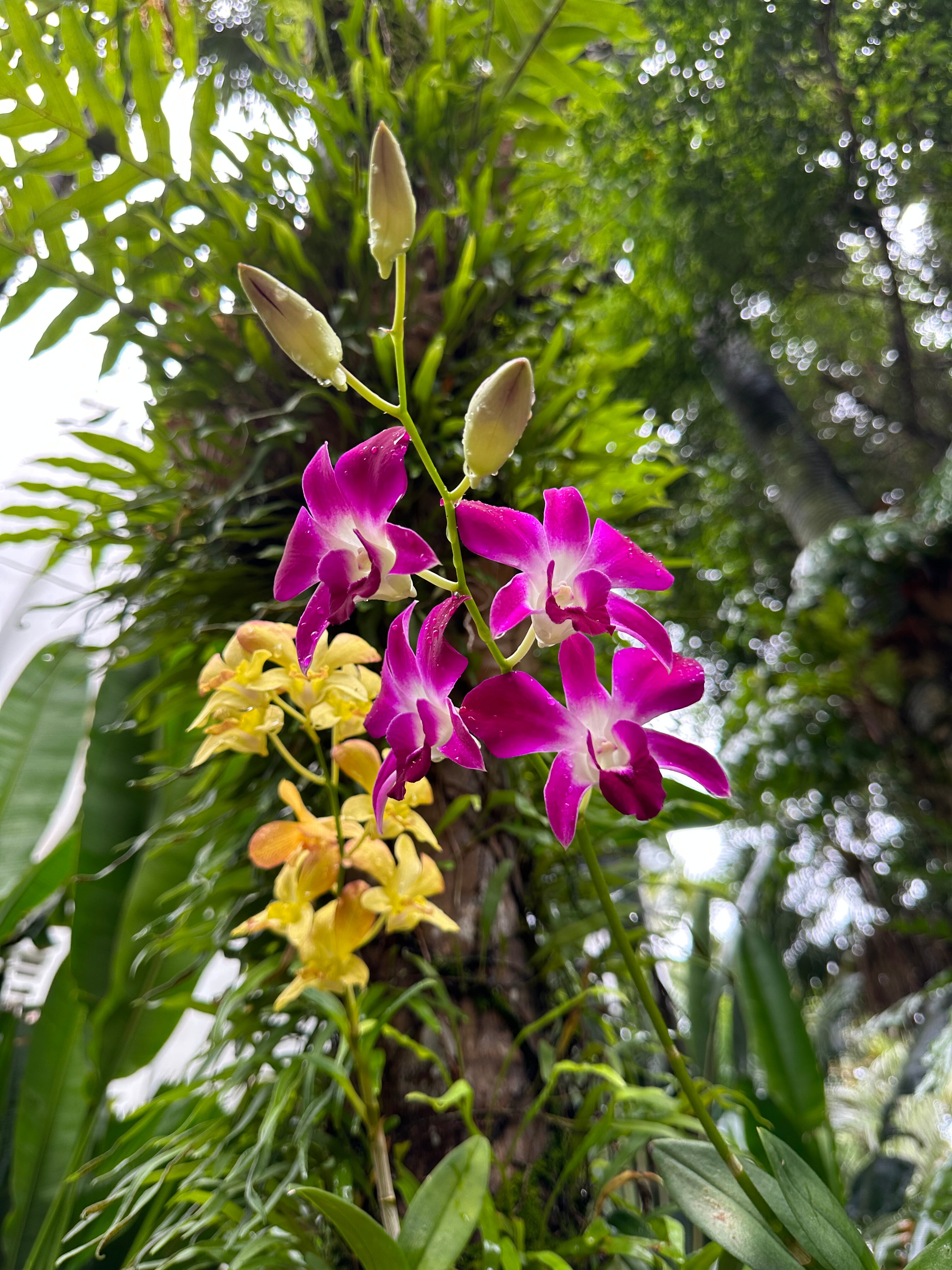 Фото Sunwing Bangtao Beach