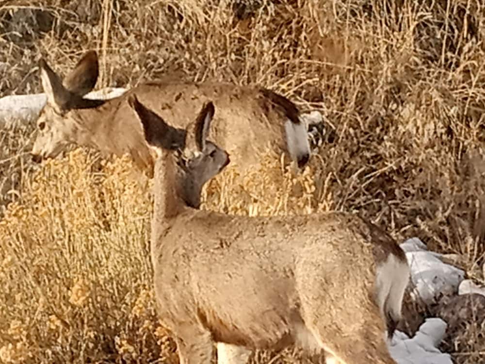 Фото El Rancho Motel