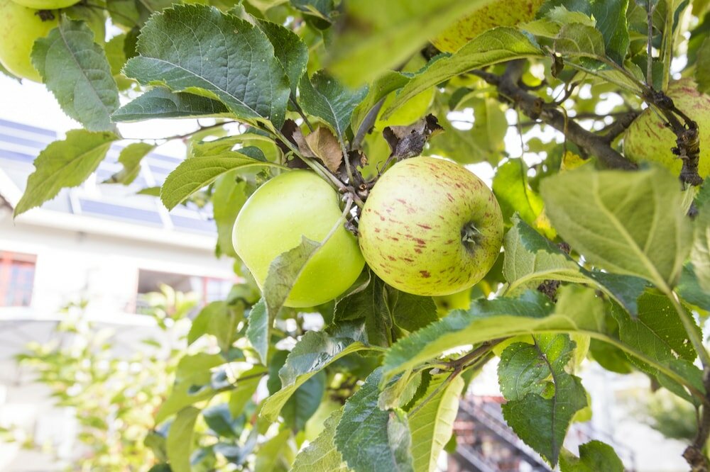 Фото The Browns' Luxury Guest Suites