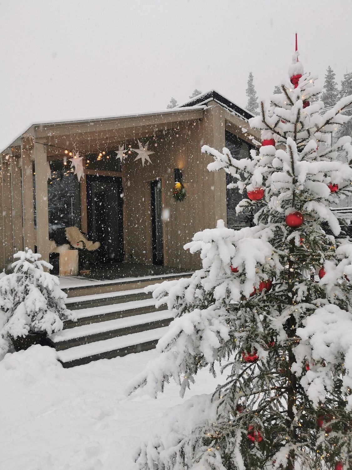 Фото Дача в соснах