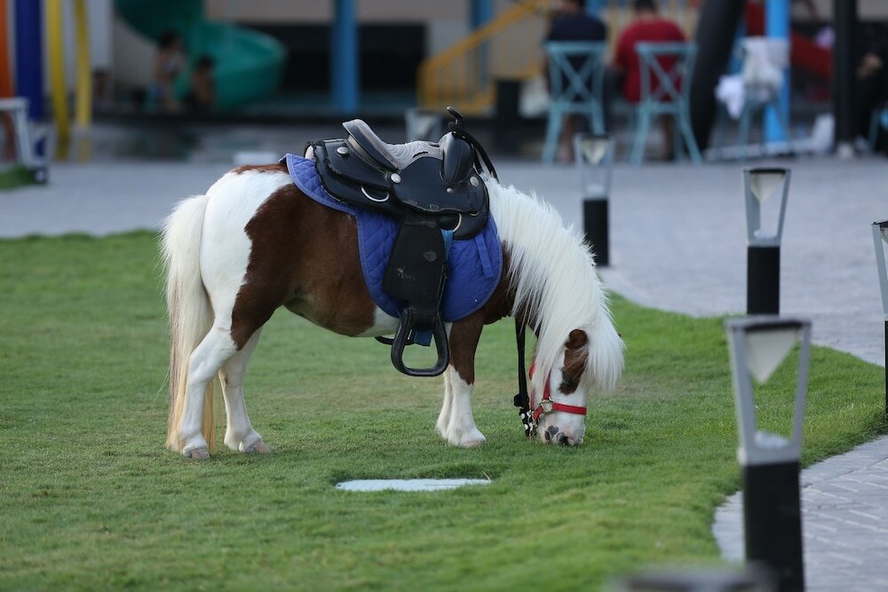 Фото Lagoona Beach Luxury Resort and SPA