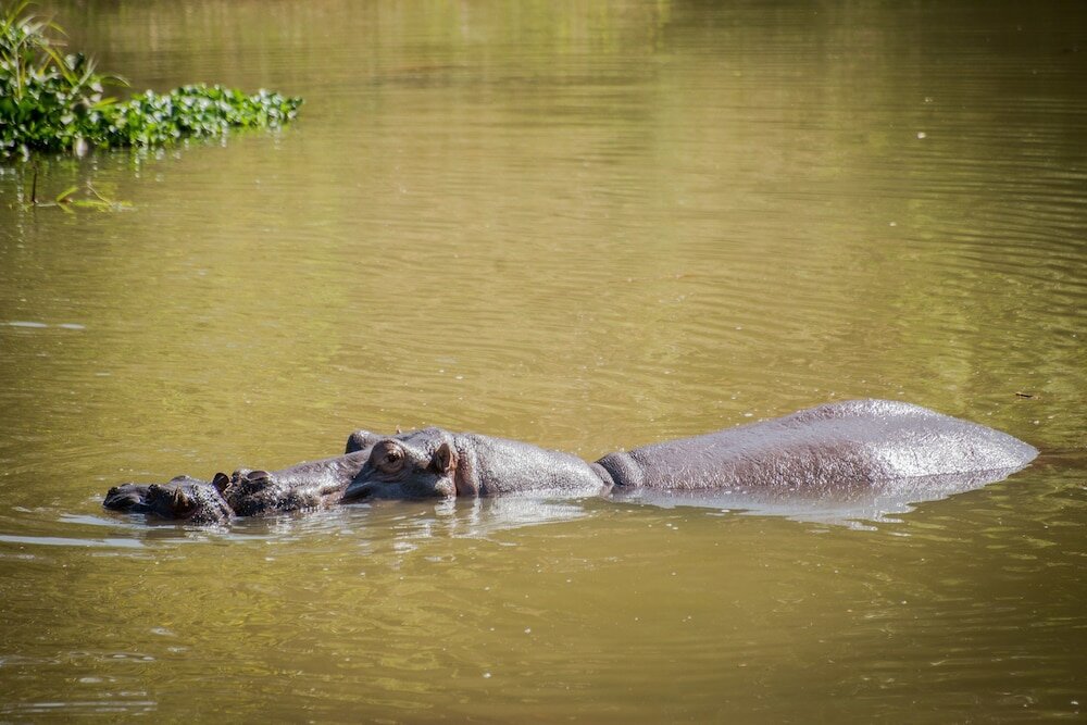 Фото Maramba River Lodge