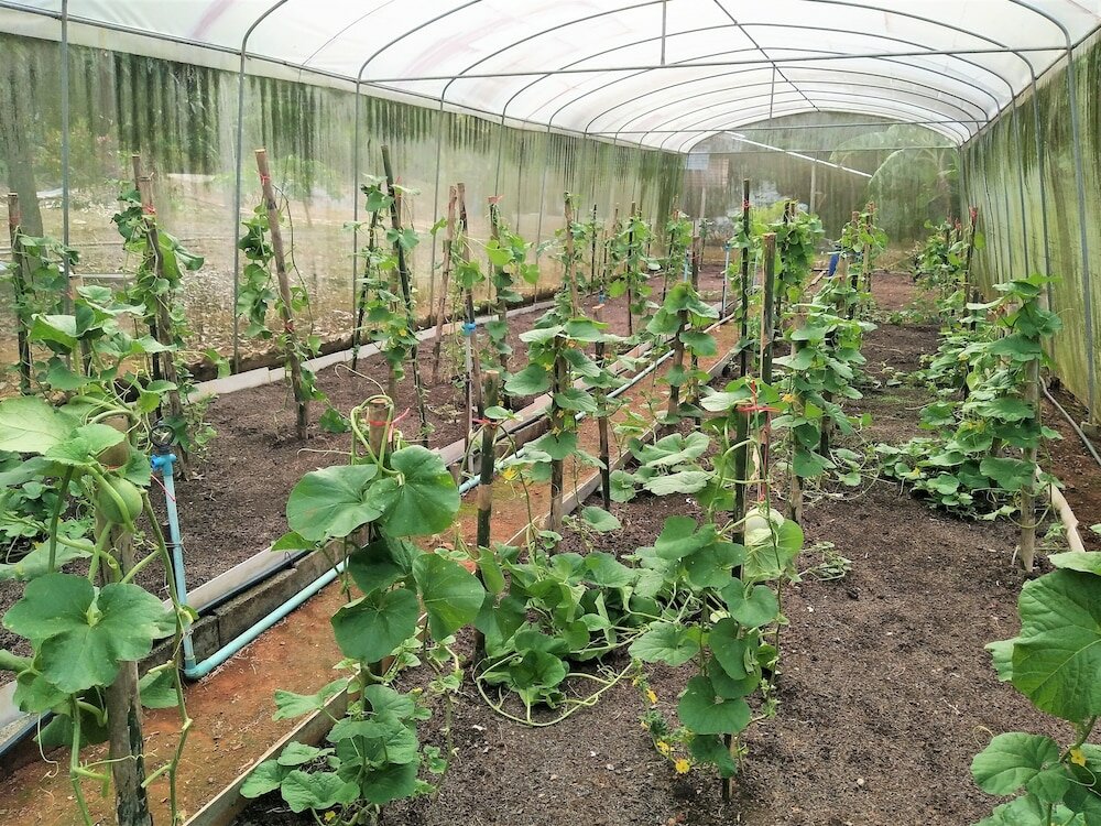 Фото Somphoch Garden