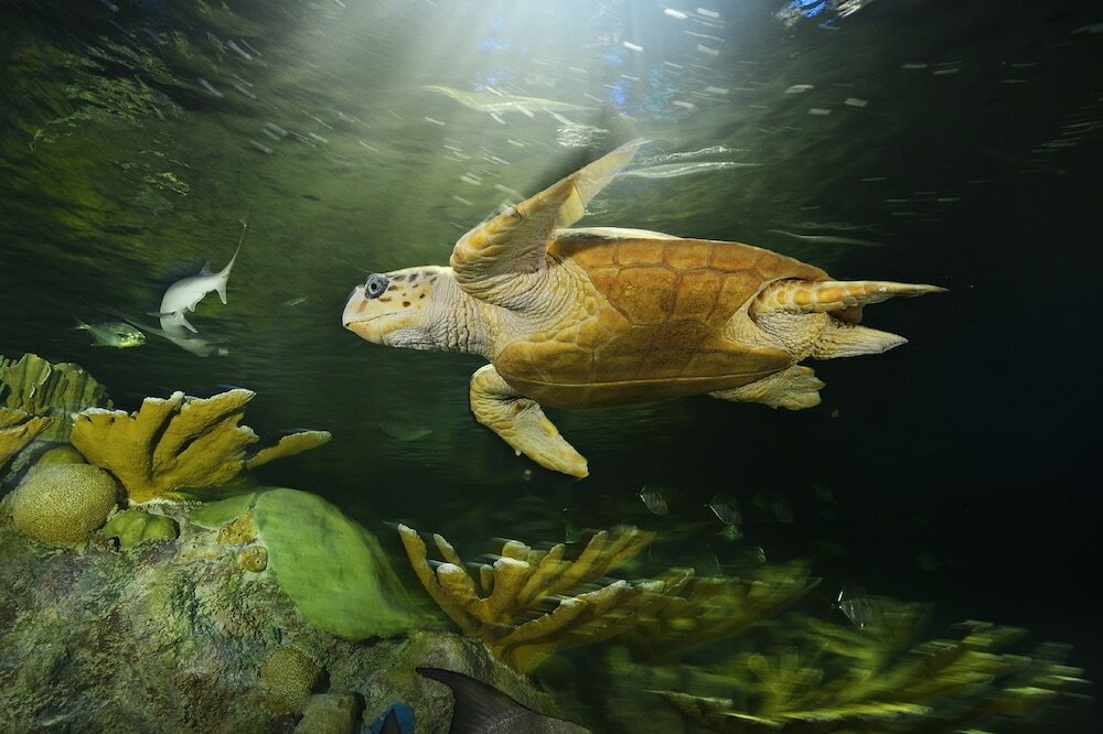 Фото Residence Inn by Marriott Boston Downtown/Seaport