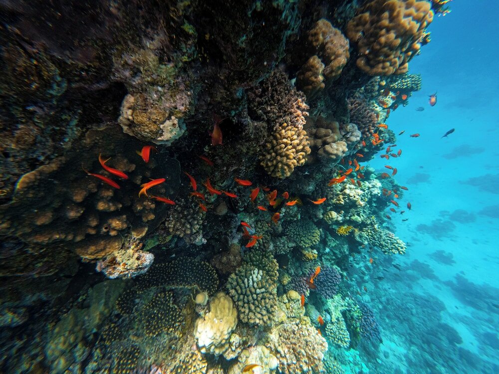 Фото Palm Royale Resort Soma Bay