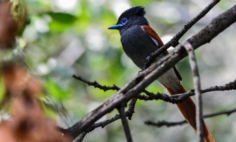 Фото Pierneef's Kraal