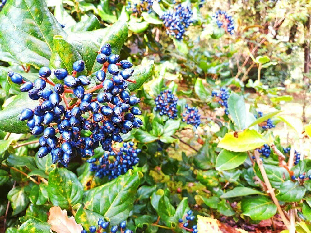 Фото Casa Do Jardim