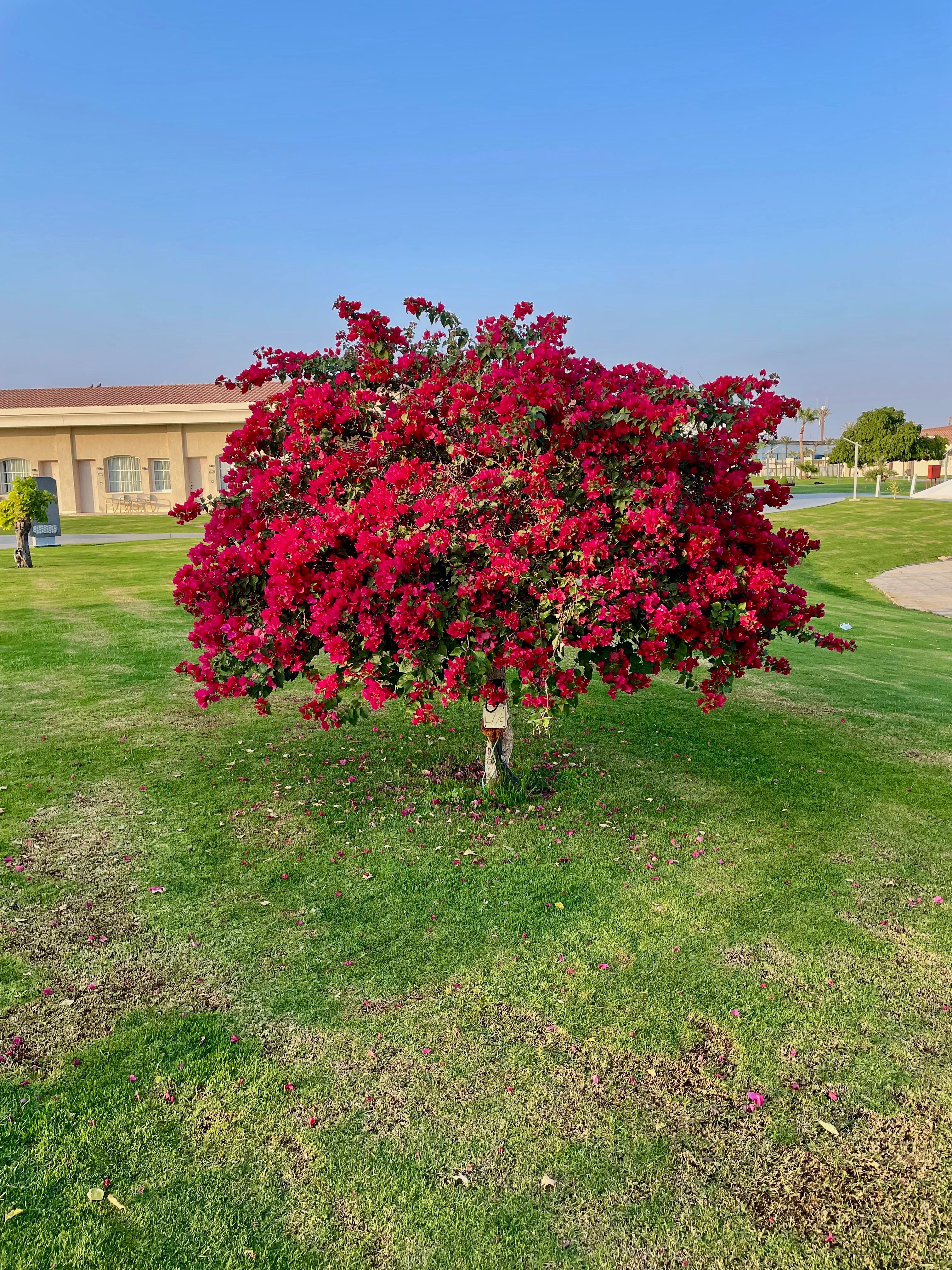 Фото Pickalbatros Luxury Suites