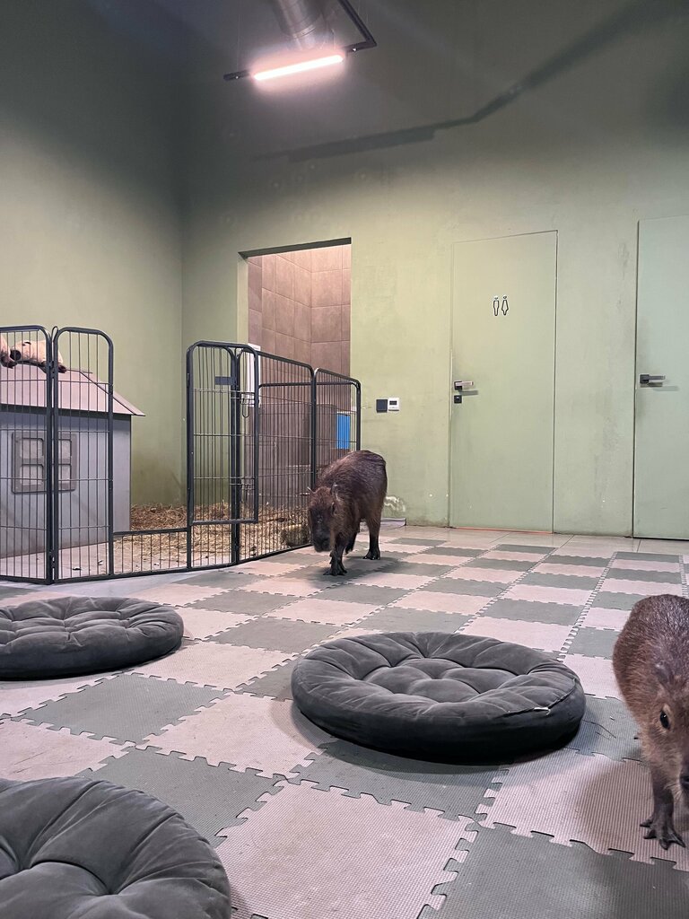 Cafe Cafebara, Tashkent, photo