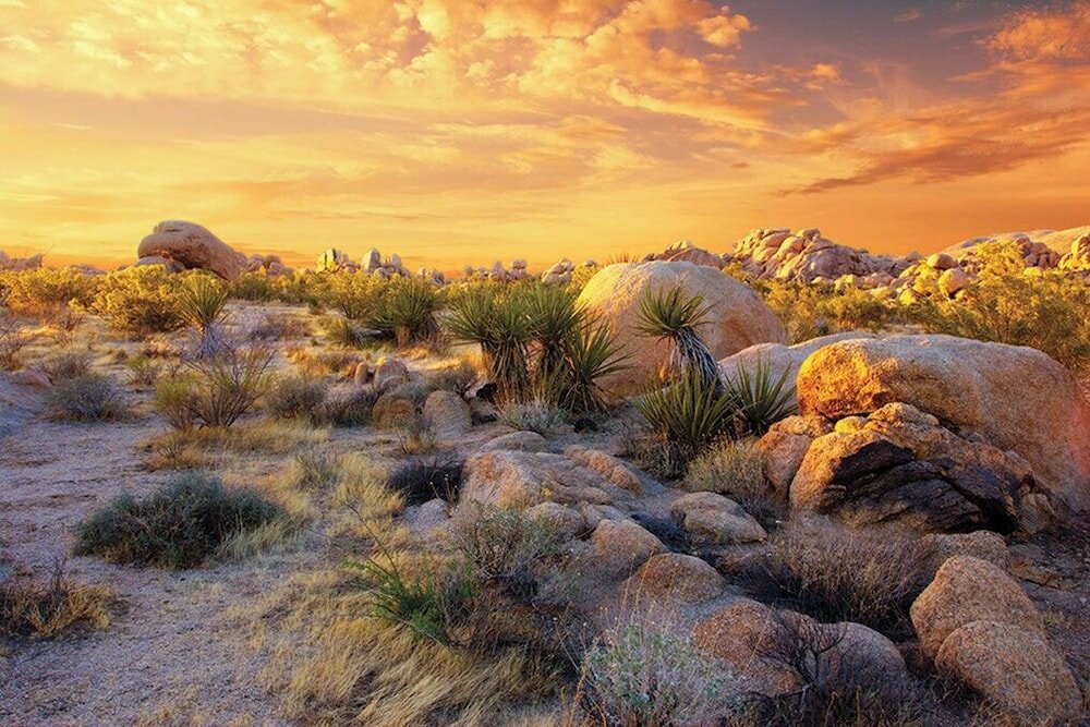 Фото WorldMark Palm Springs